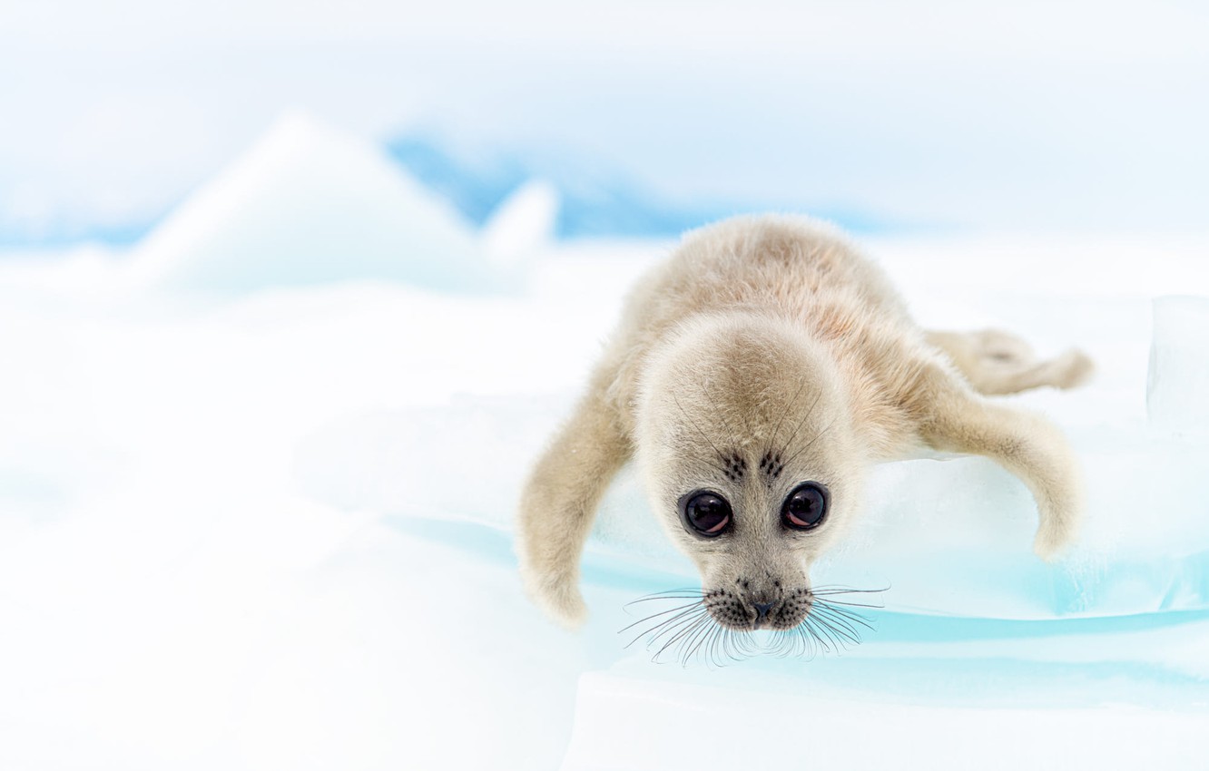 Wallpaper winter, white, eyes, look, snow, nature, pose, background, shore, seal, ice, baby, muzzle, Navy seal, cub, fins image for desktop, section животные