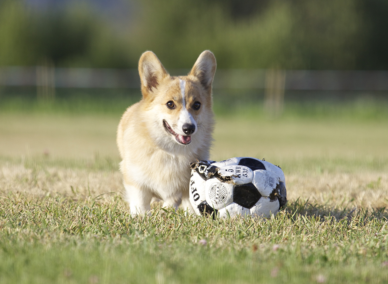 Image Welsh Corgi dog Ball Grass Animals 1280x937