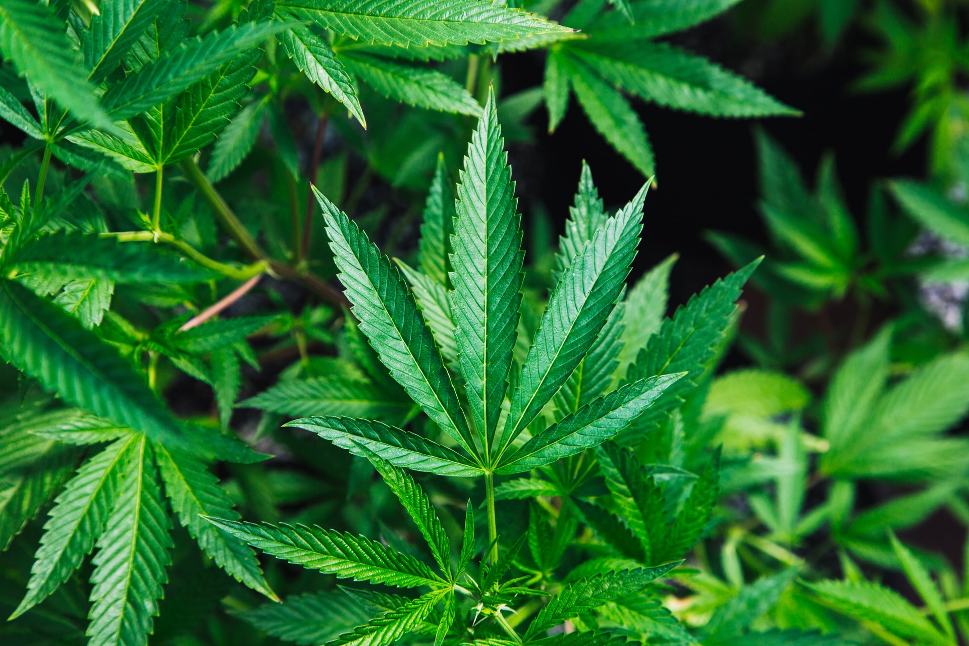 Weed Quotes for Your Next Stoner Insta Caption