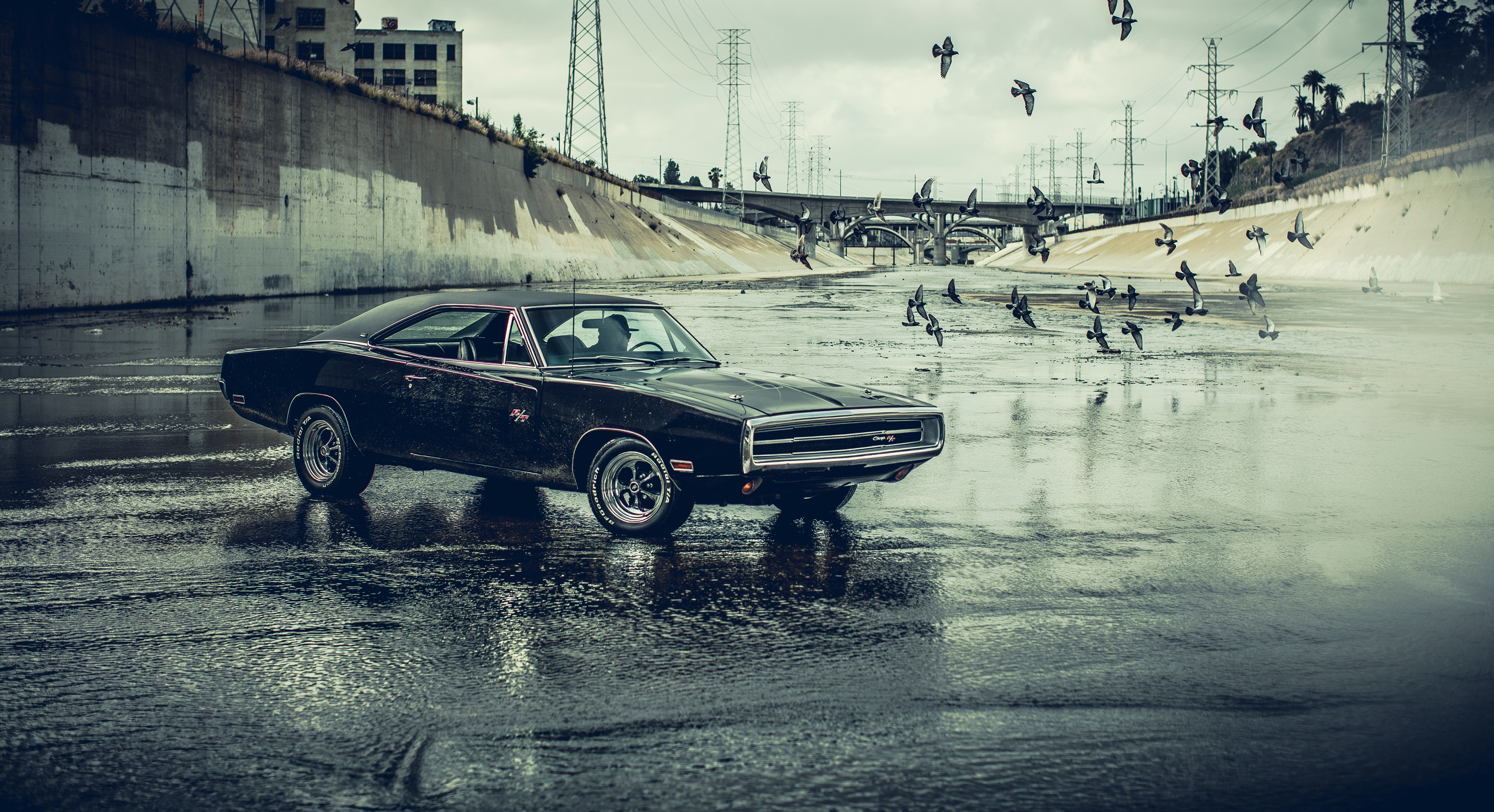 Dodge Charger, Car, Water, Birds, Black cars Wallpaper HD / Desktop and Mobile Background