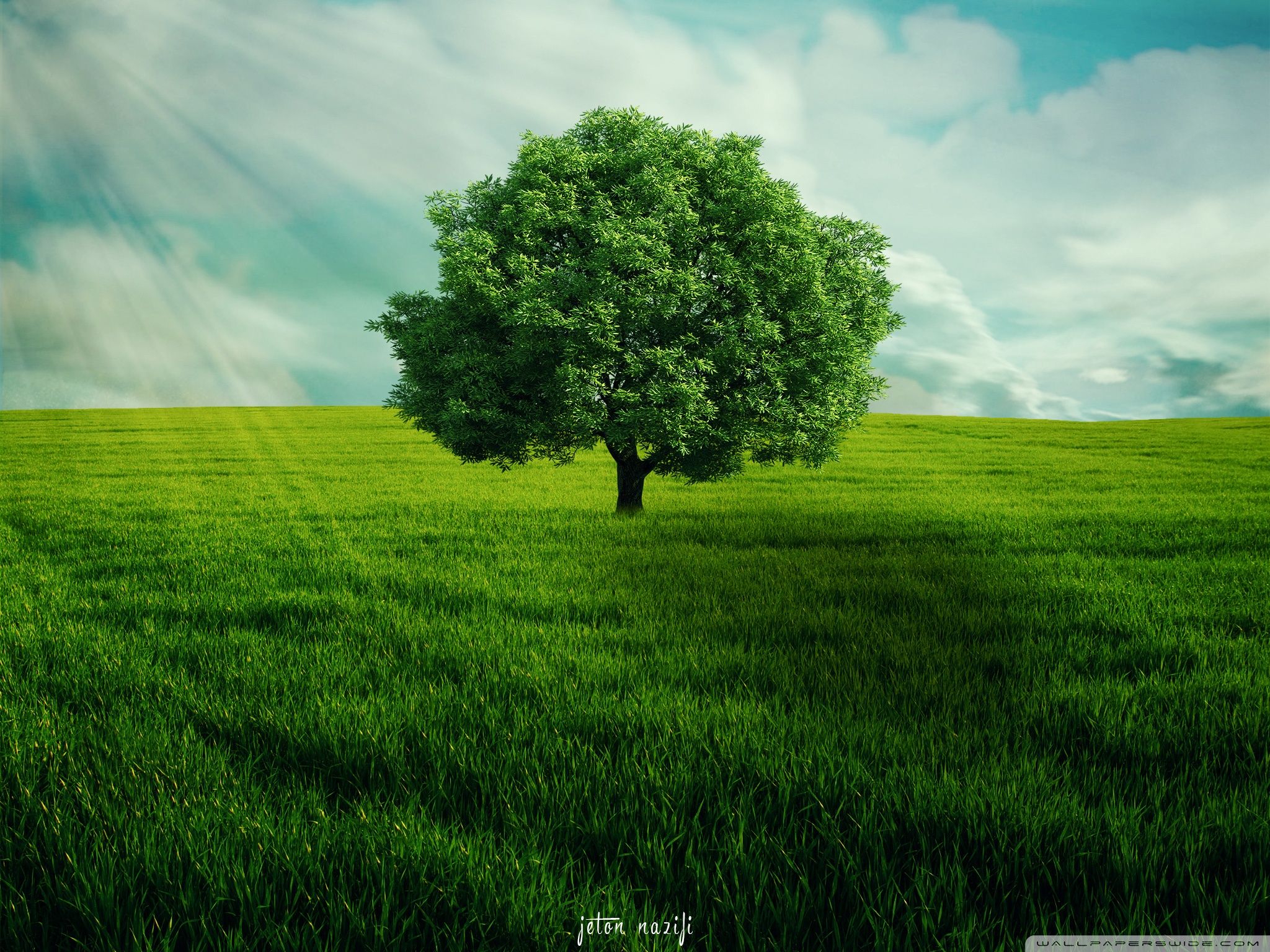 Green Tree Wallpaper