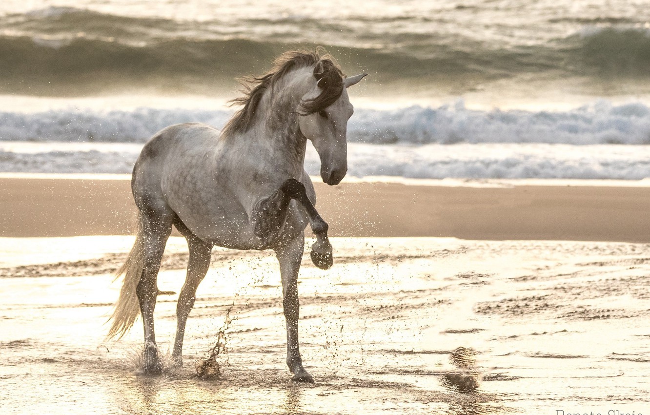 Wallpaper pose, grey, horse, horse, grace image for desktop, section животные