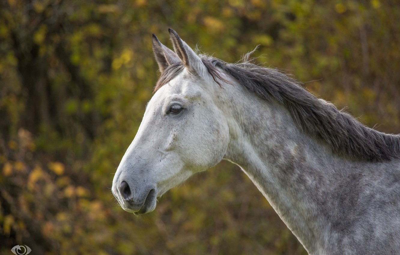 Wallpaper face, grey, horse, horse, mane, profile, (с) Oliver Seitz image for desktop, section животные