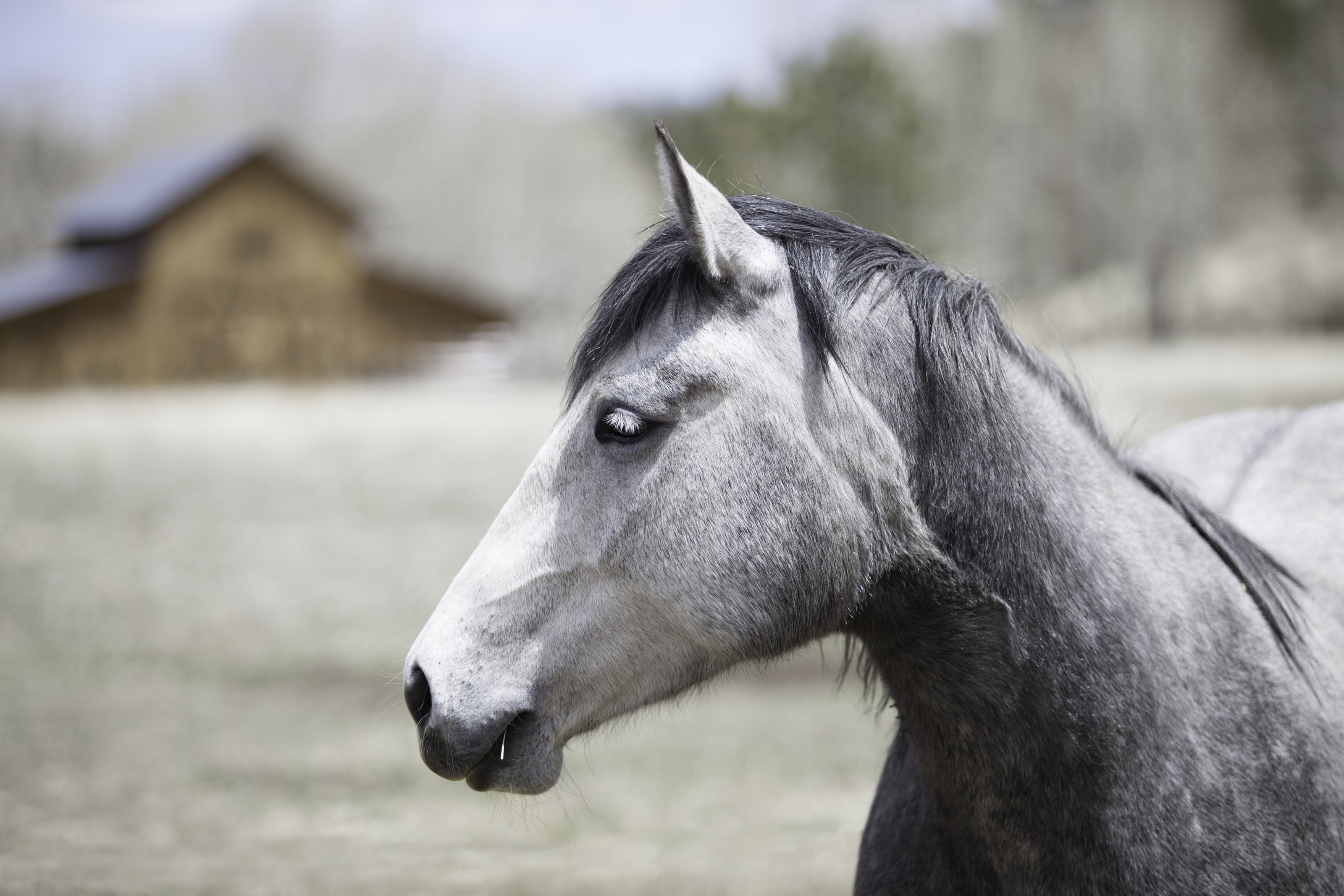 White And Grey Horse With A Blurred Barn Wall Mural Your Way