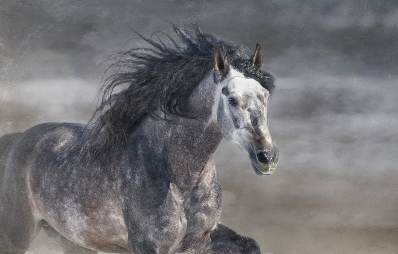 Wallpaper grey, horse, horse, stallion, running, mane, gallop, © Ryan Courson Photography image for desktop, section животные