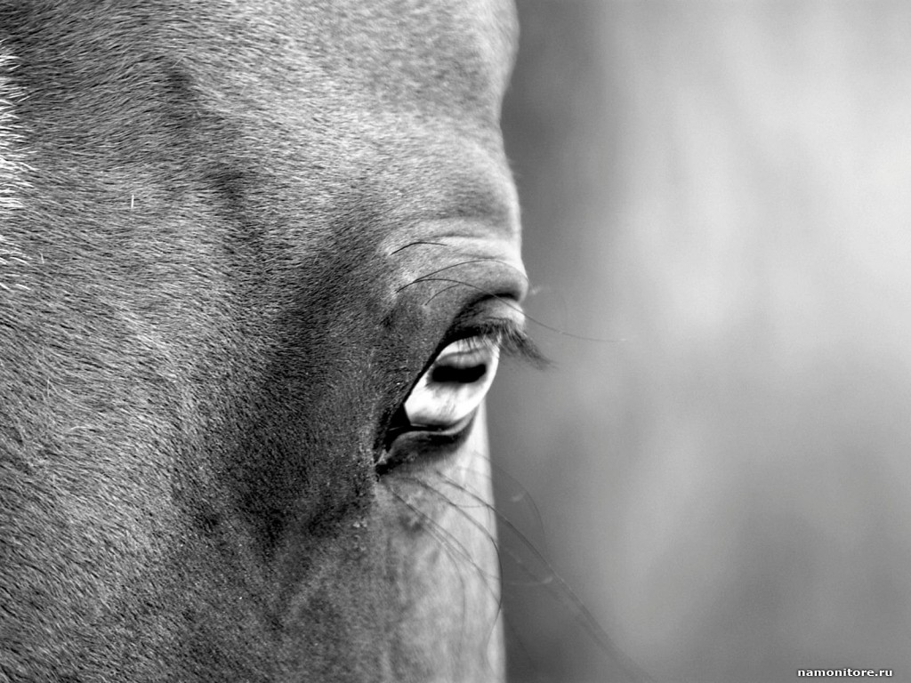 Free download Eye of a horse animals black and white eye grey horses 1024x768 [1024x768] for your Desktop, Mobile & Tablet. Explore Black and White Horse Wallpaper