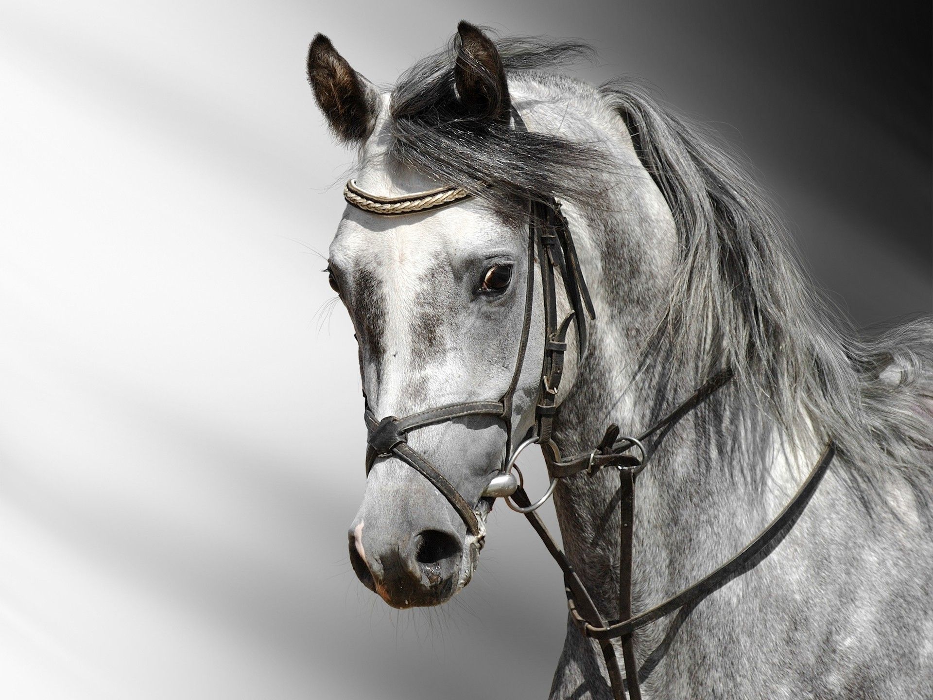 Horse Wallpaper HD Picture One HD Wallpaper Picture 1920×1440 Horse Wallpaper HD (48 Wallpaper). Adorable Wallp. Horse wallpaper, Horses, Dapple grey horses