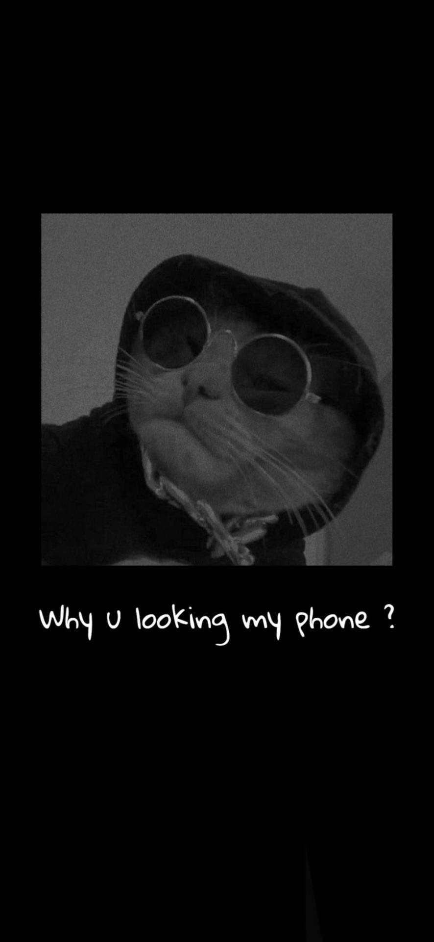 Download Funny Gangster Cat Aesthetic Wallpaper