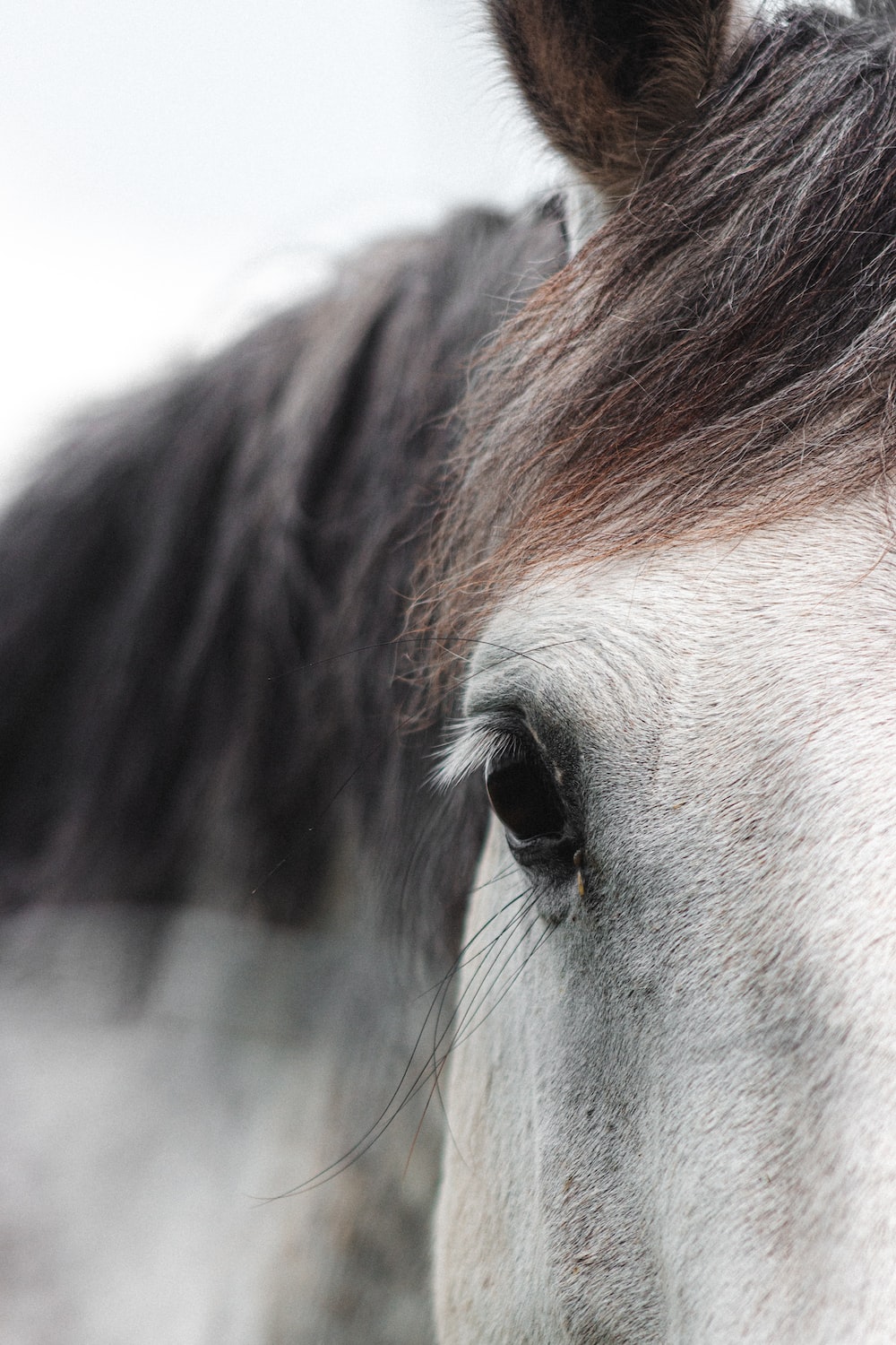 Brown horse head in close up photography photo