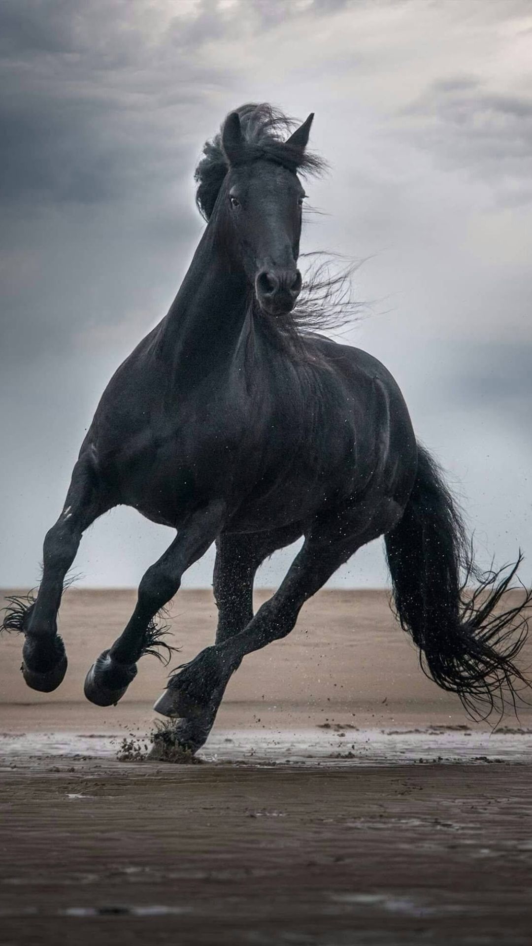 Horse Wallpaper Horse