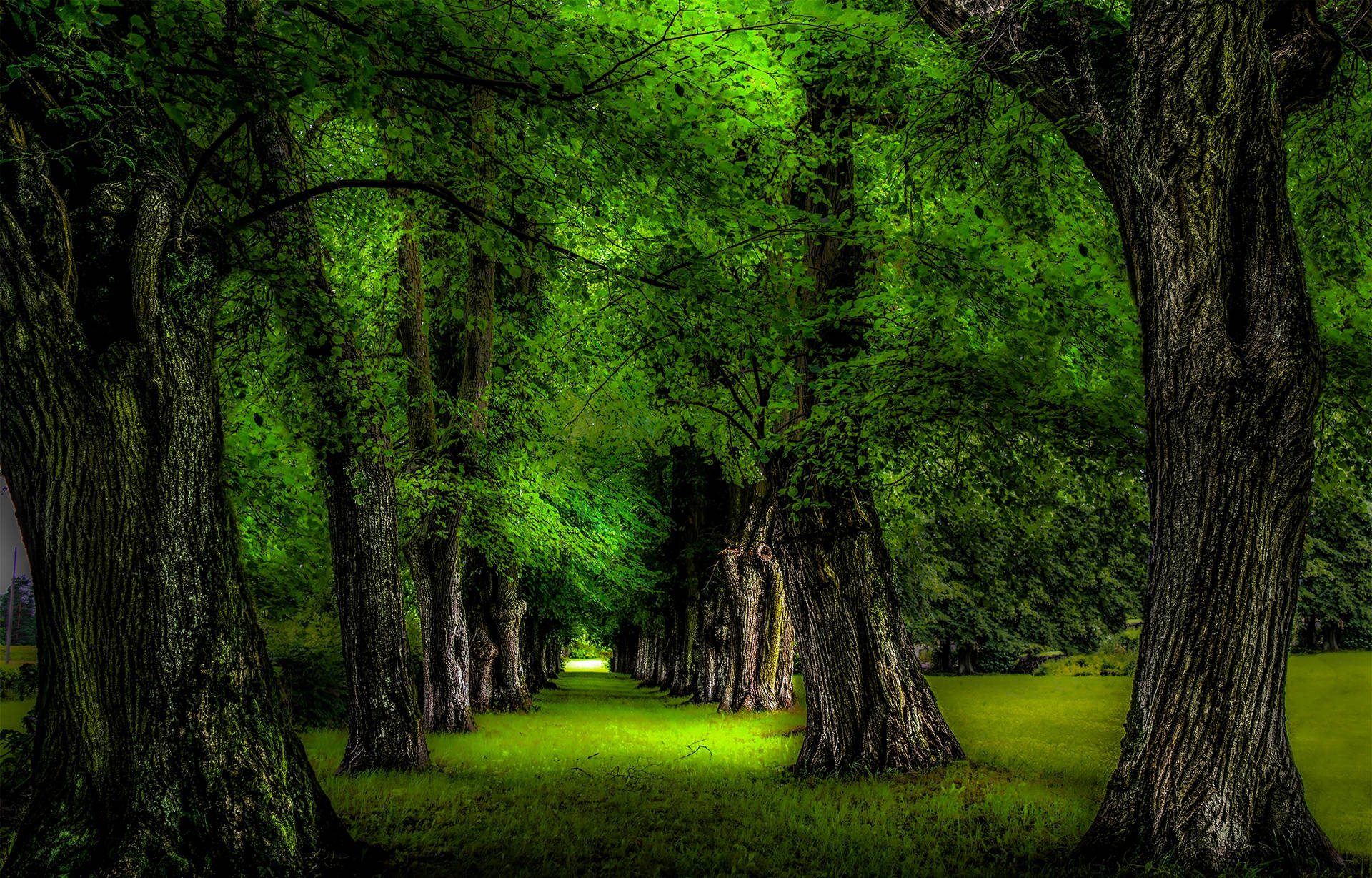 Free Green Tree Wallpaper Downloads, Green Tree Wallpaper for FREE
