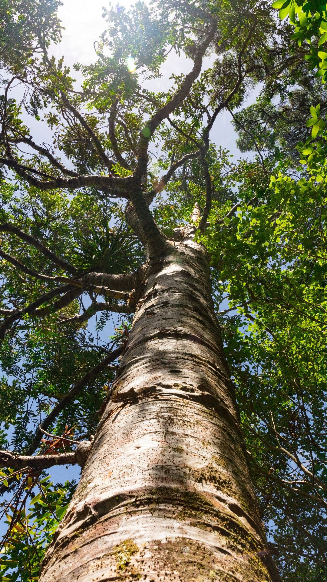 Best Tree iPhone Wallpaper