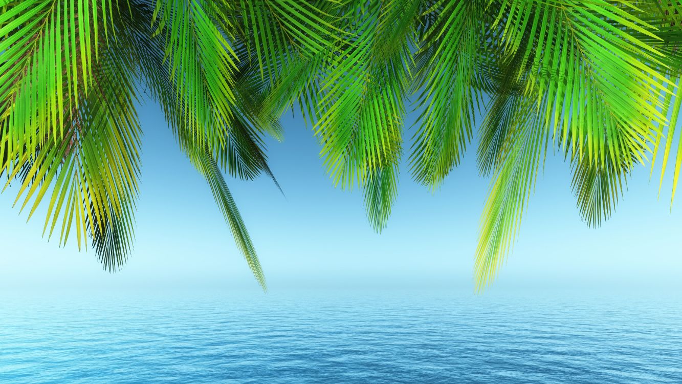 Wallpaper Palm Trees, Tree, Water, Daytime, Plant, Background Free Image