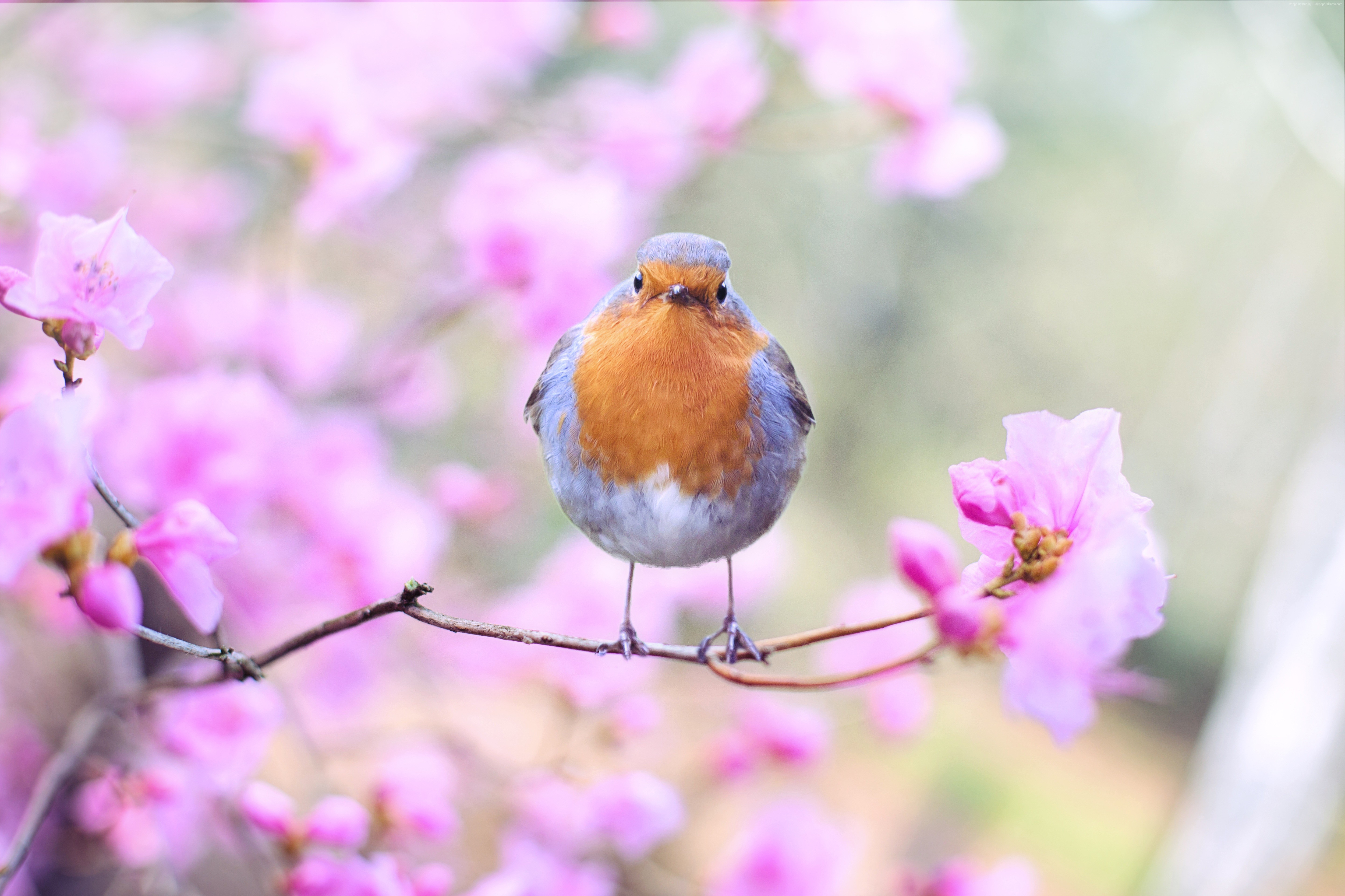 5k, bird, spring Gallery HD Wallpaper
