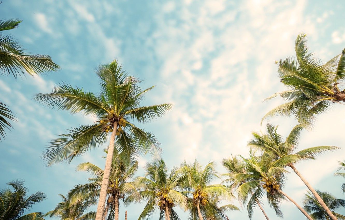 Summer Palm Trees Wallpaper