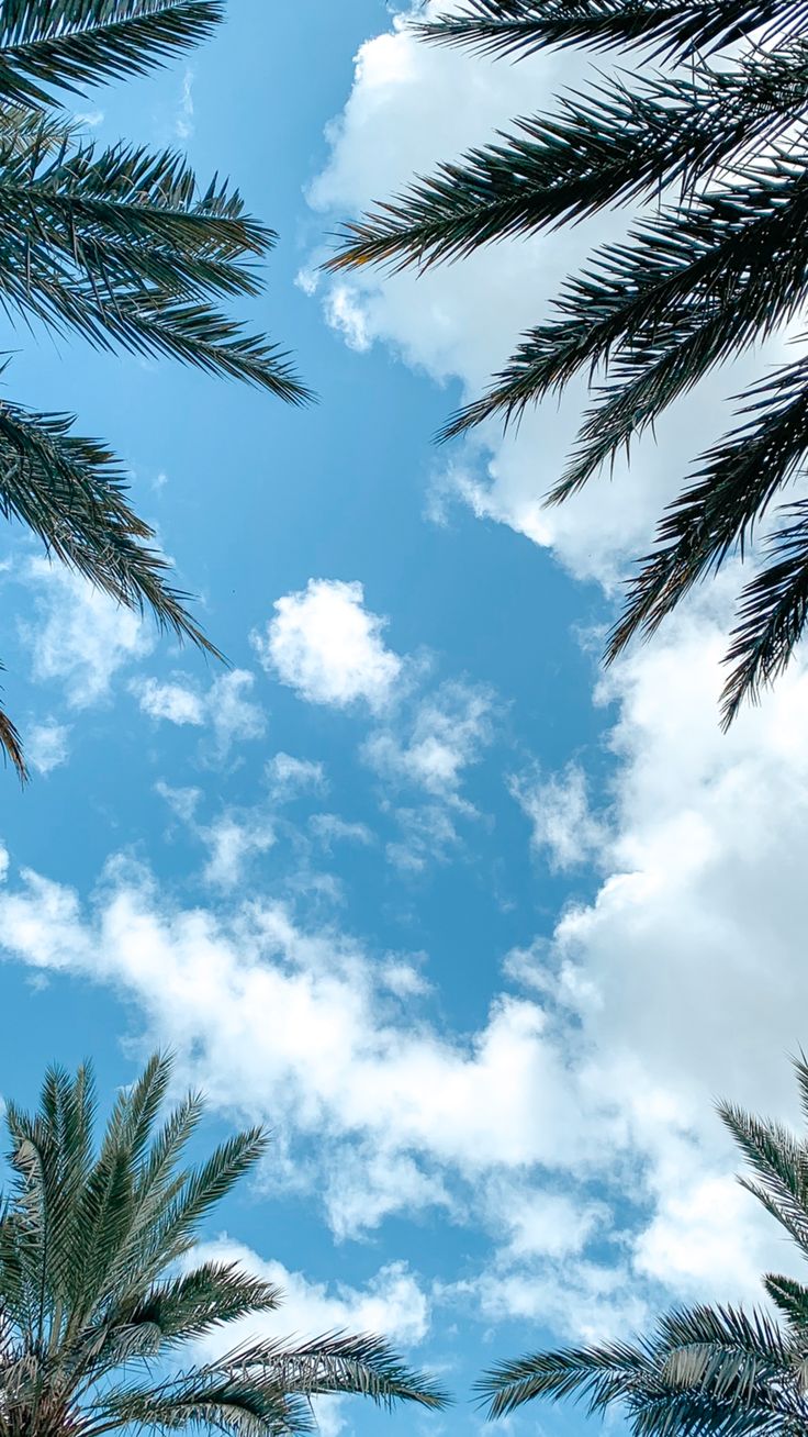 Palm Tree Phone Wallpaper. Pretty landscapes, Sunset iphone wallpaper, Sky aesthetic