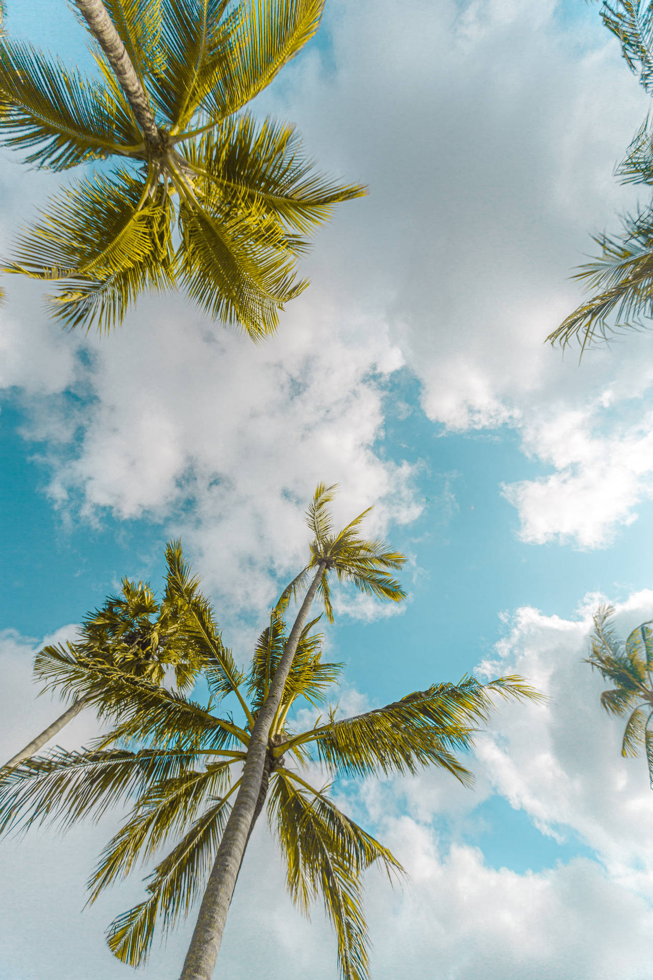 Download Summer Palm Trees Top iPhone Wallpaper