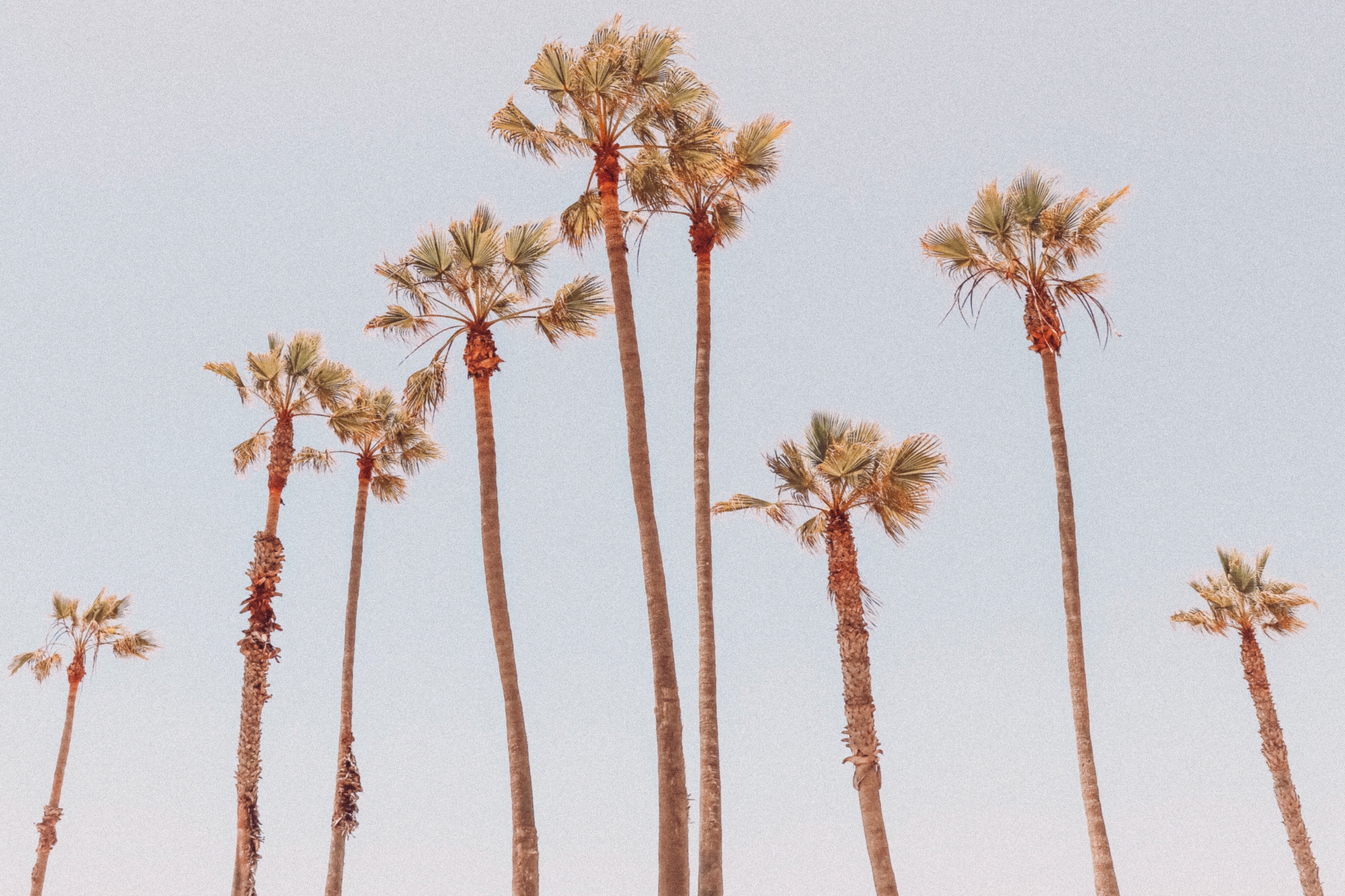 4096x2730 Free , background, palm, travel, wallpaper, pastel, sea, ocean, frond, HD wallpaper, tropical, summer, socal, tree, palm tree, sky, HD background Gallery HD Wallpaper