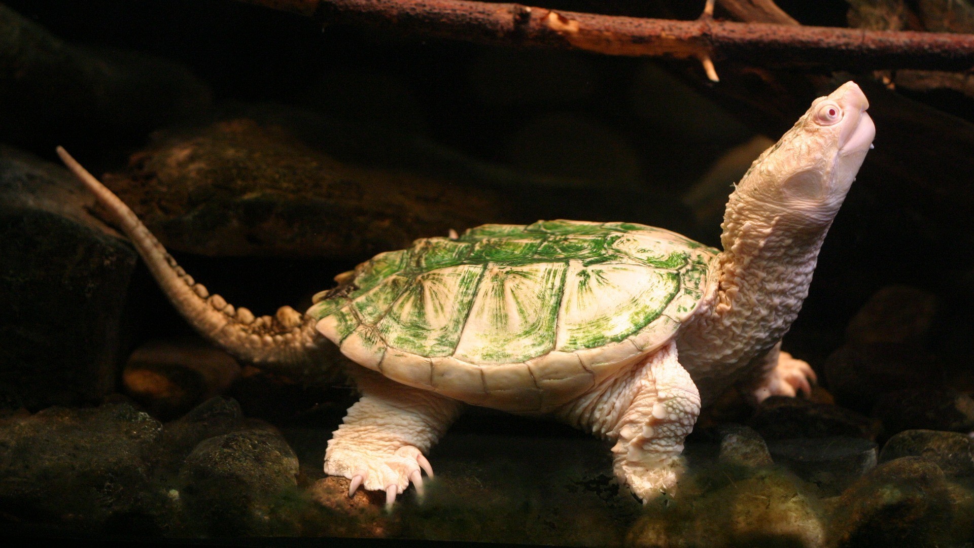 Baby Turtle Wallpaper