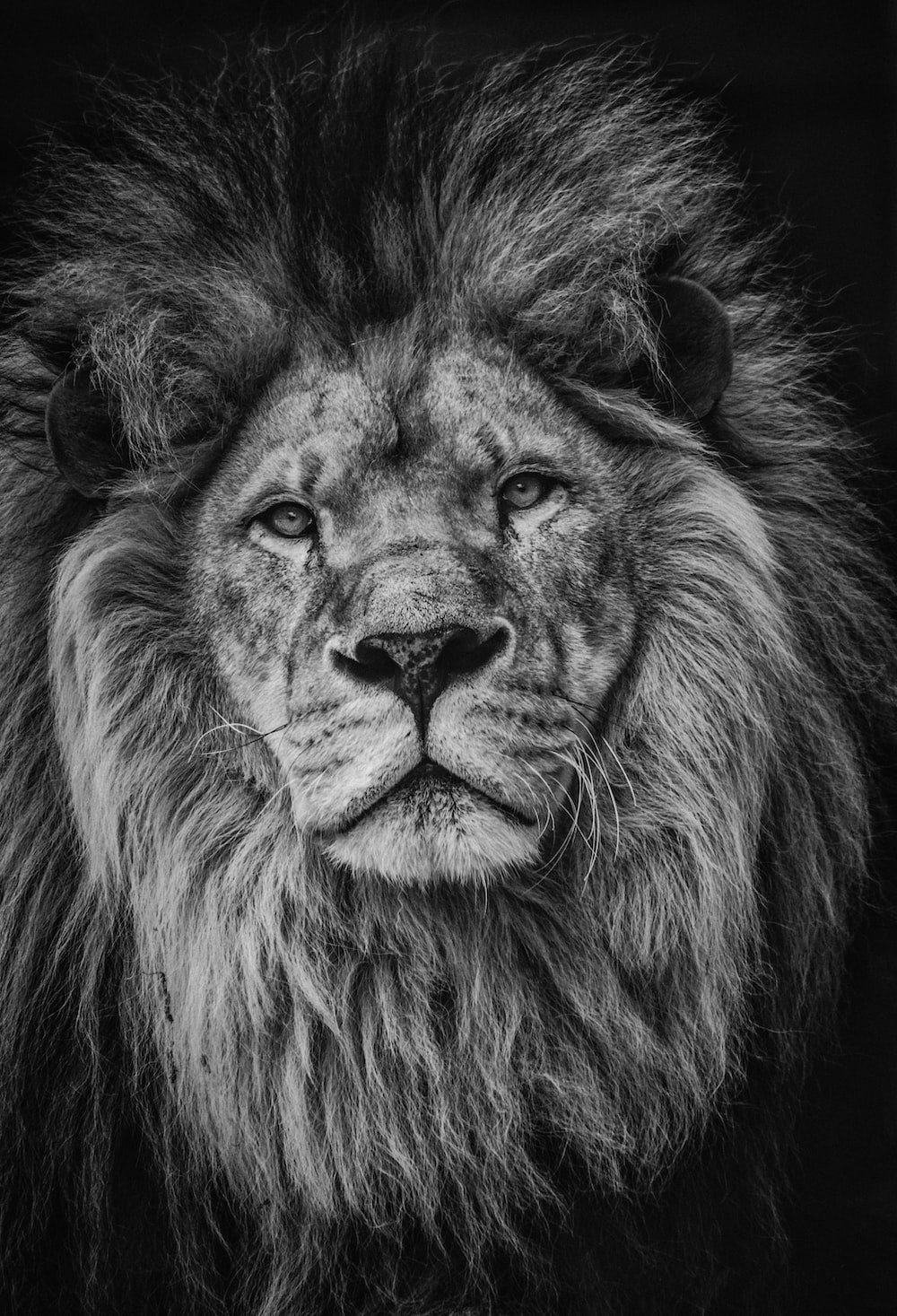 Lion Head Picture. Download Free Image