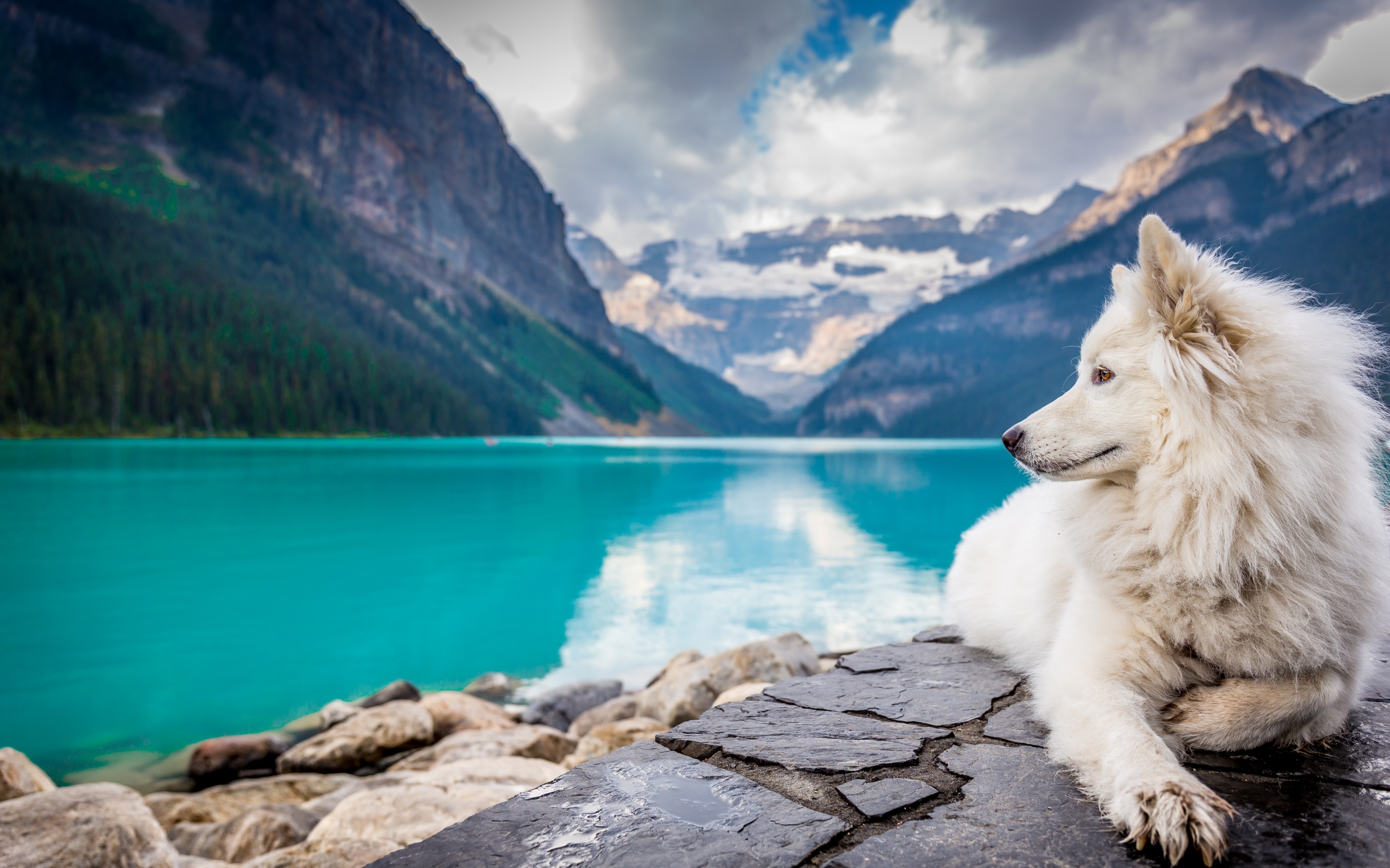 White Dog Wallpaper 4K, Mountains, Lake Louise, Clouds