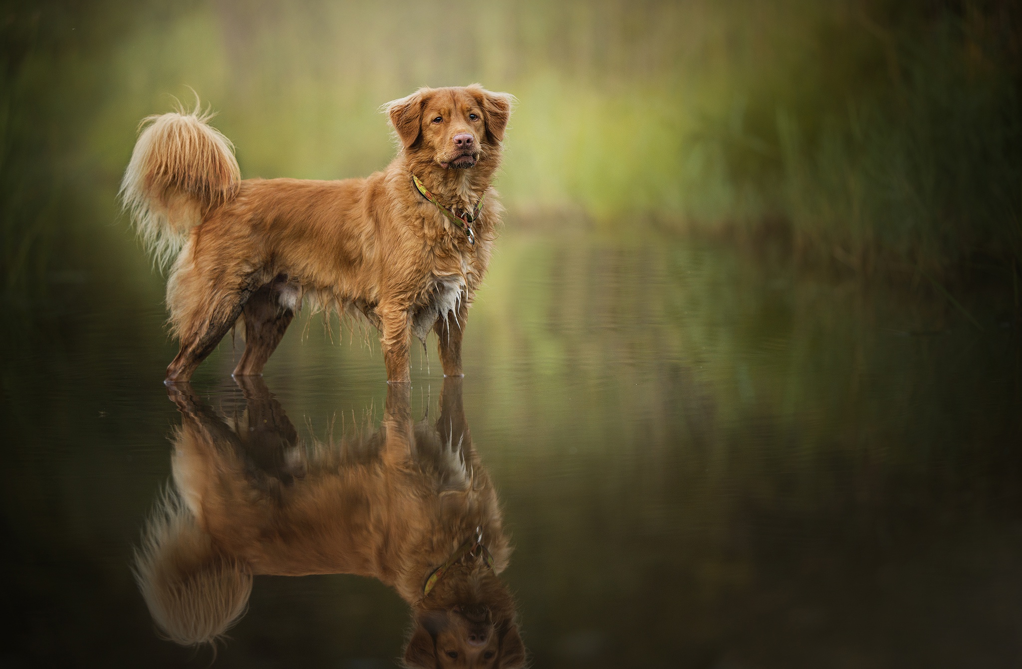 Dog In Water Wallpapers - Wallpaper Cave