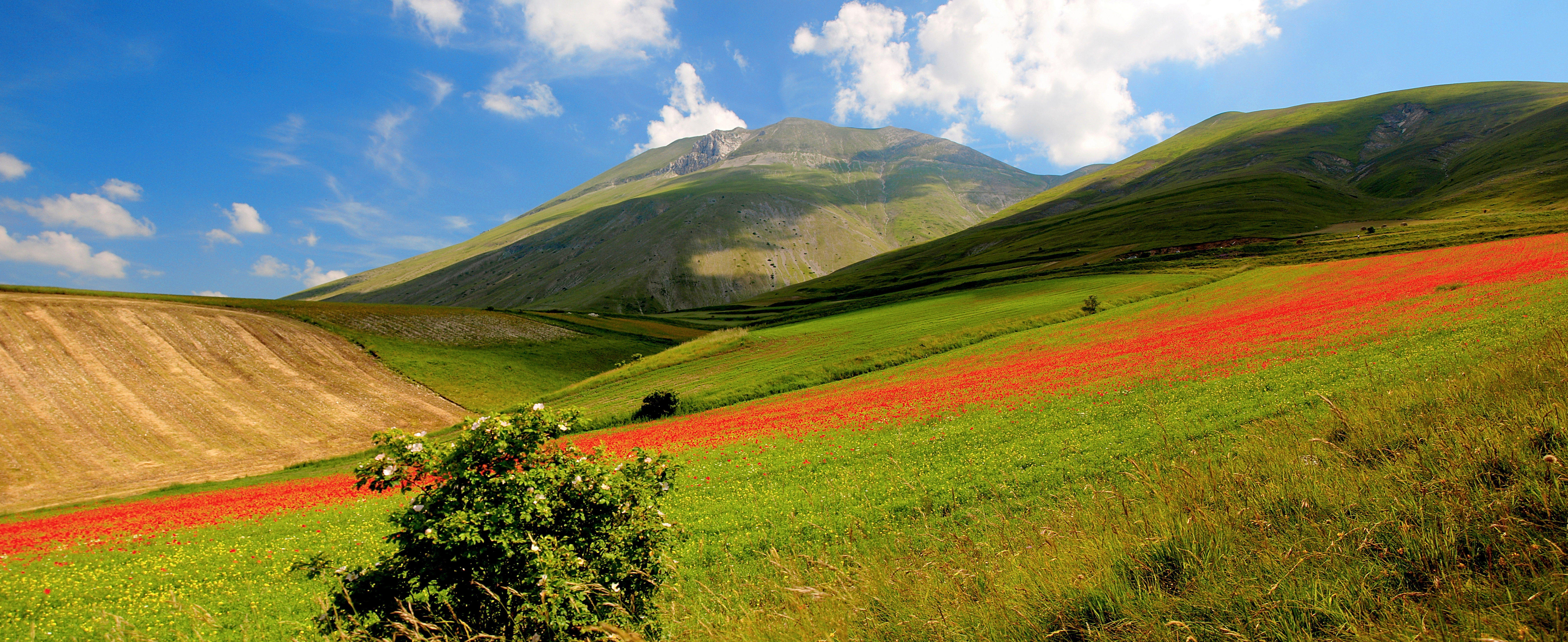 Wallpaper, Italy, colors, Italia, poppies, fields, umbria, papaveri, castelluccio, vettore, montevettore 7080x2901