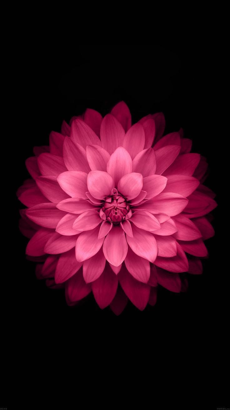 Pink Flower iPhone Wallpapers  Top Free Pink Flower iPhone Backgrounds   WallpaperAccess