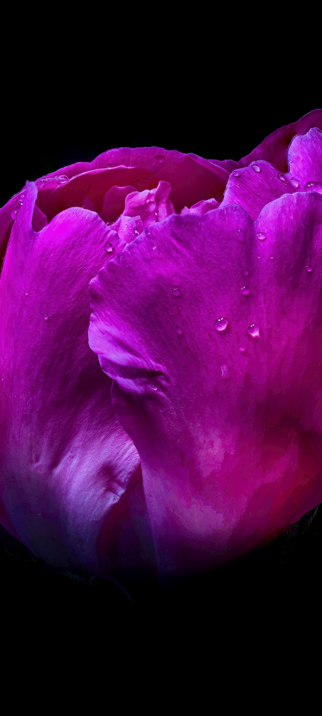 Pink flower Wallpaper 4K, Dew Drops, Droplets, Flowers