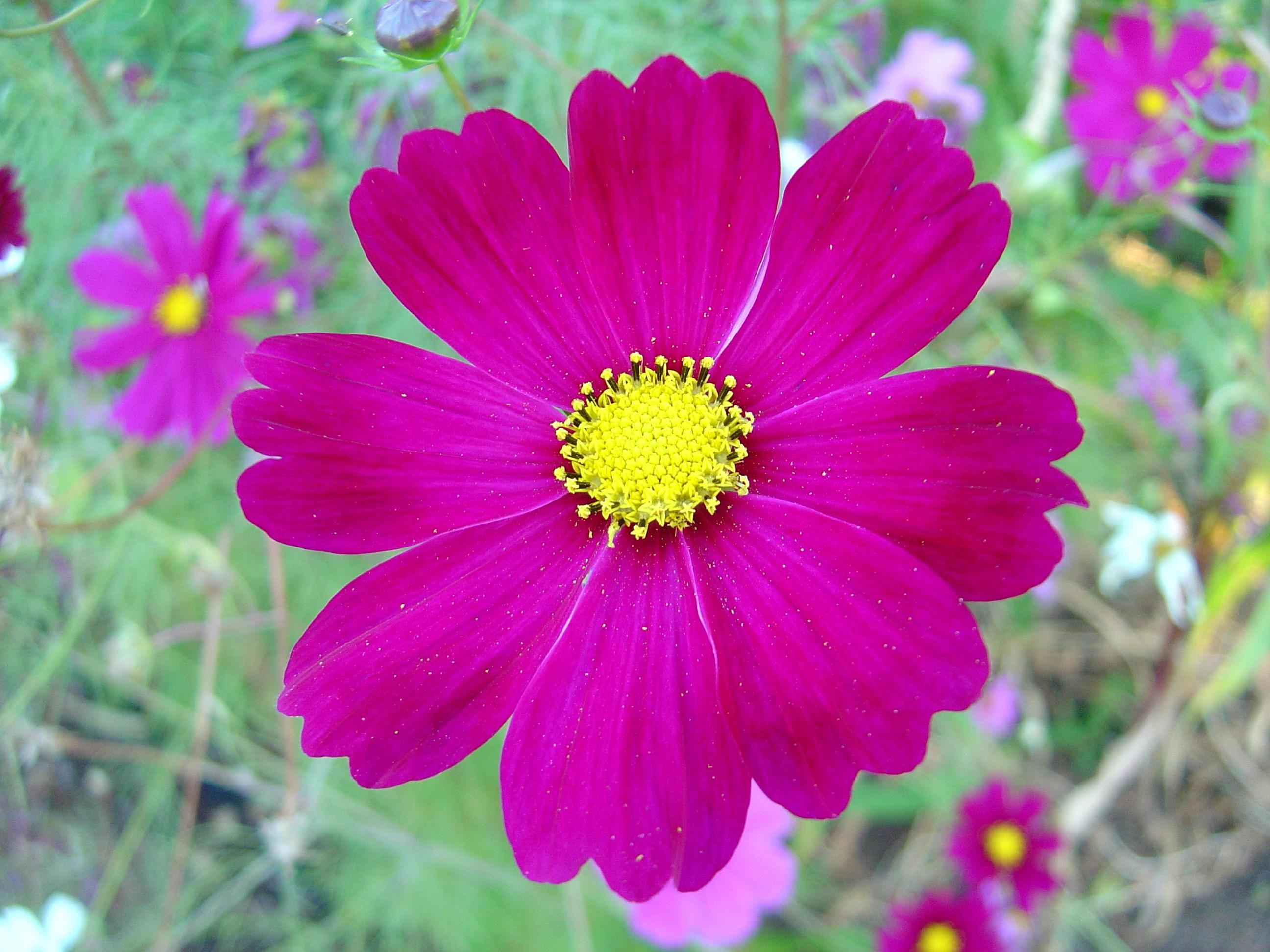 Dark pink cosmos