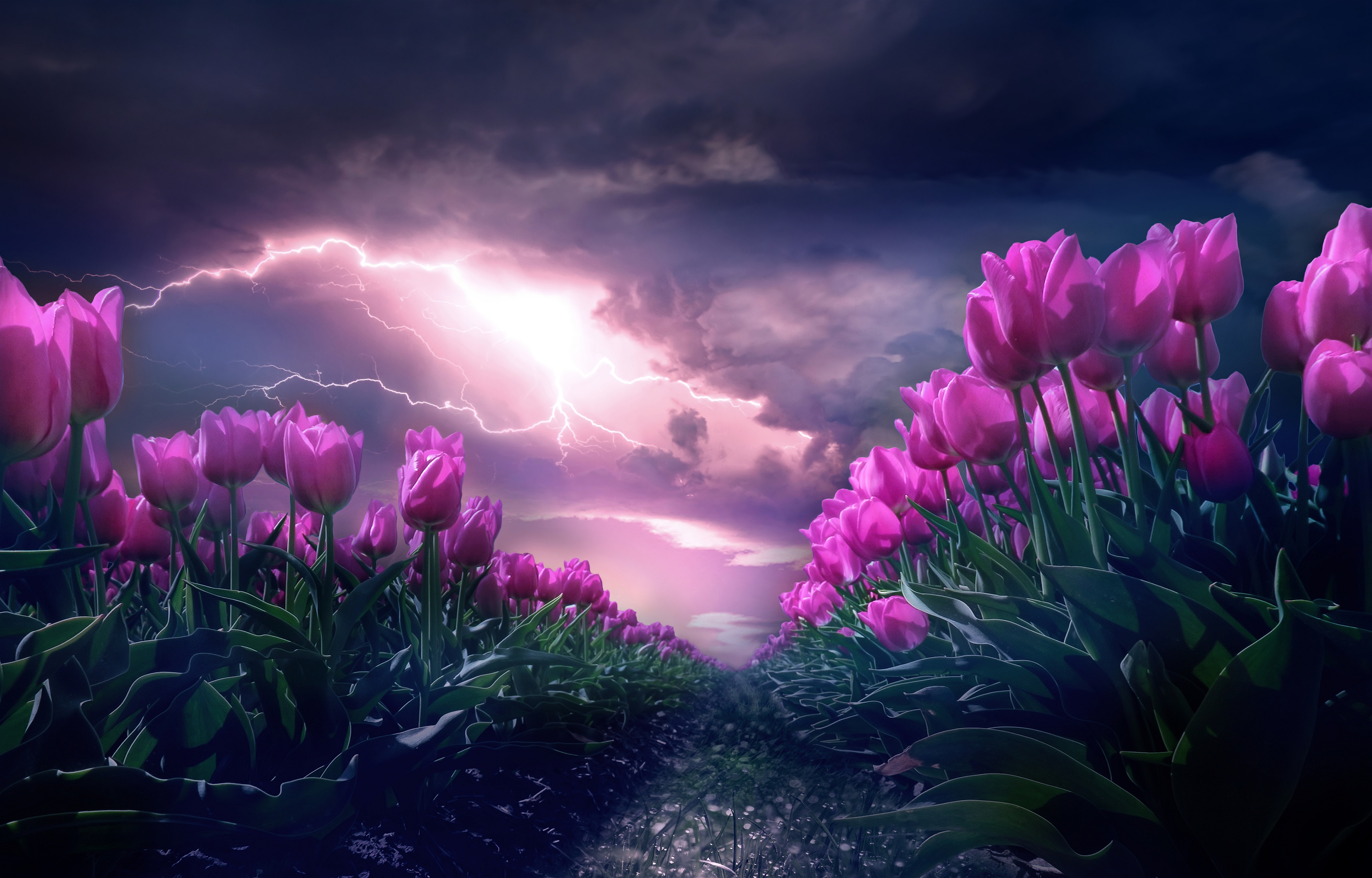 Pink flowers Wallpaper 4K, Path, Thunderstorm, Flowers