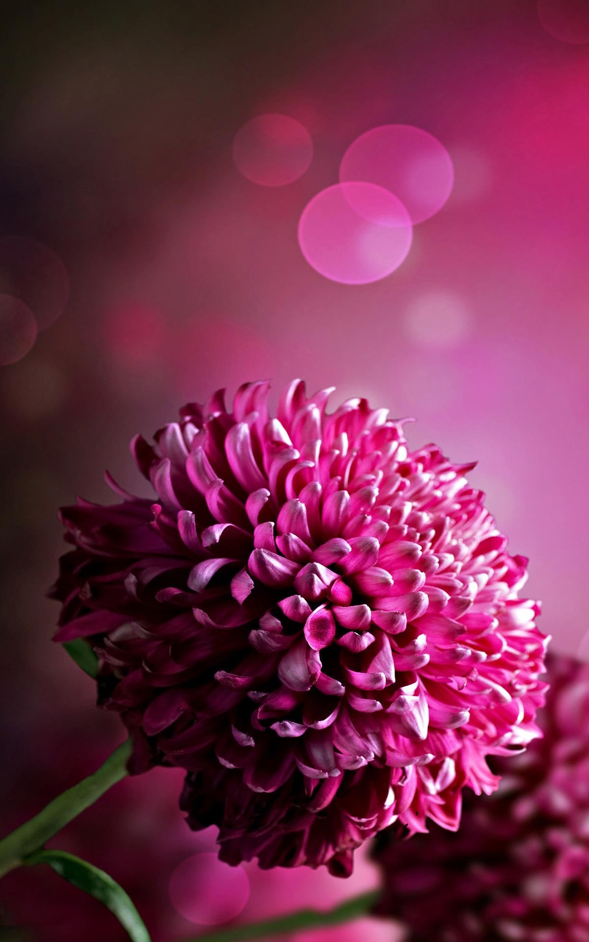 Dark Pink Flowers Wallpapers - Wallpaper Cave