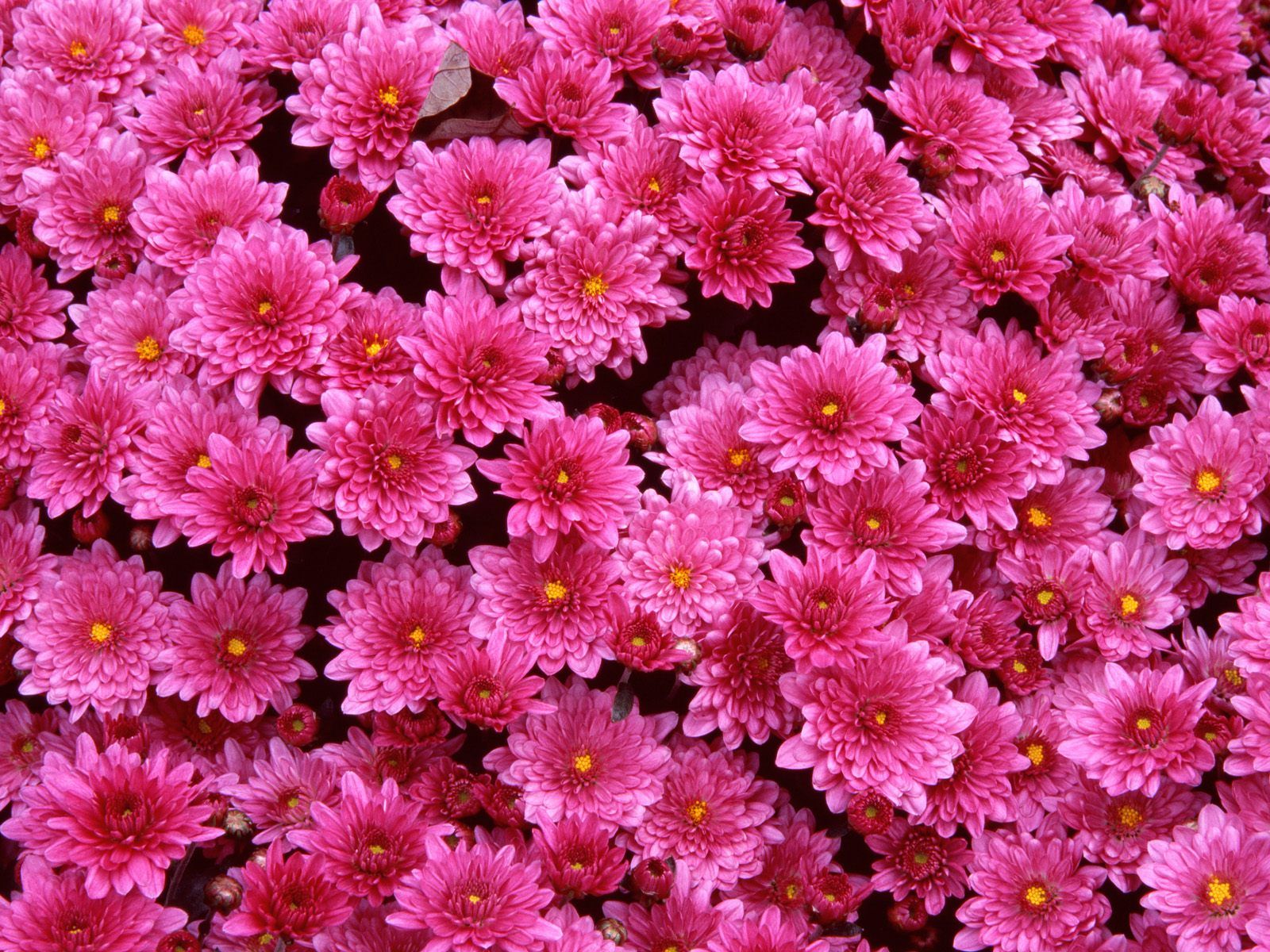 Most Desirable Pink Color Flowers HD Wallpapers Collection - WallpaperCare