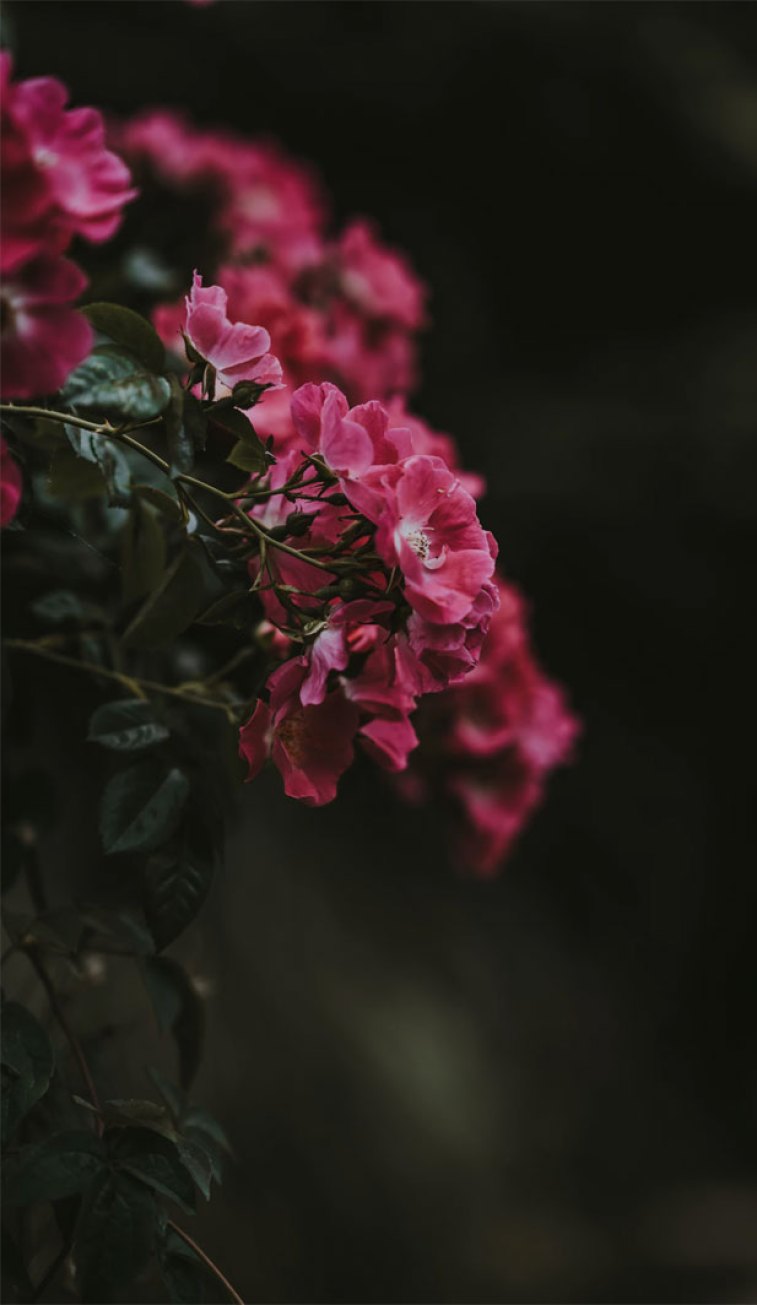 Dark Pink Flowers Wallpapers - Wallpaper Cave