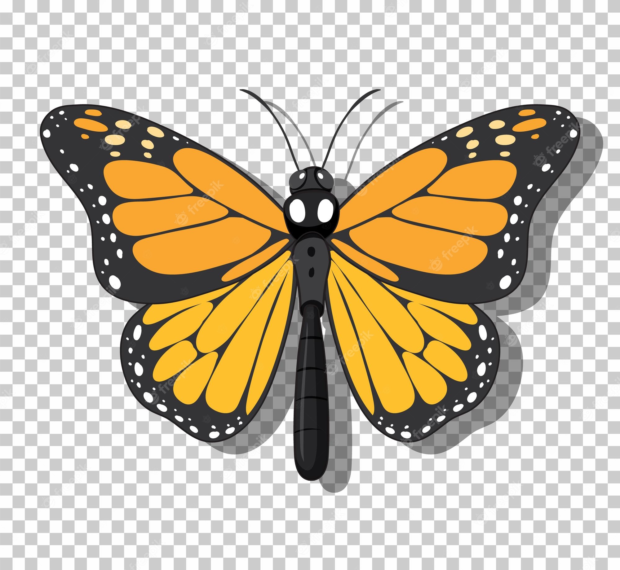 Monarch Butterfly Isolated Image