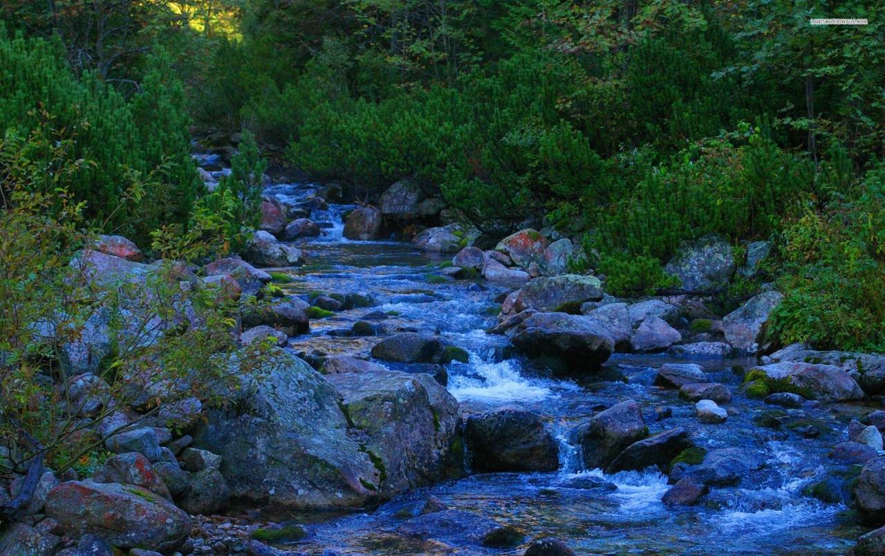 Blue Stream Plants Rocks wallpaper. Blue Stream Plants Rocks