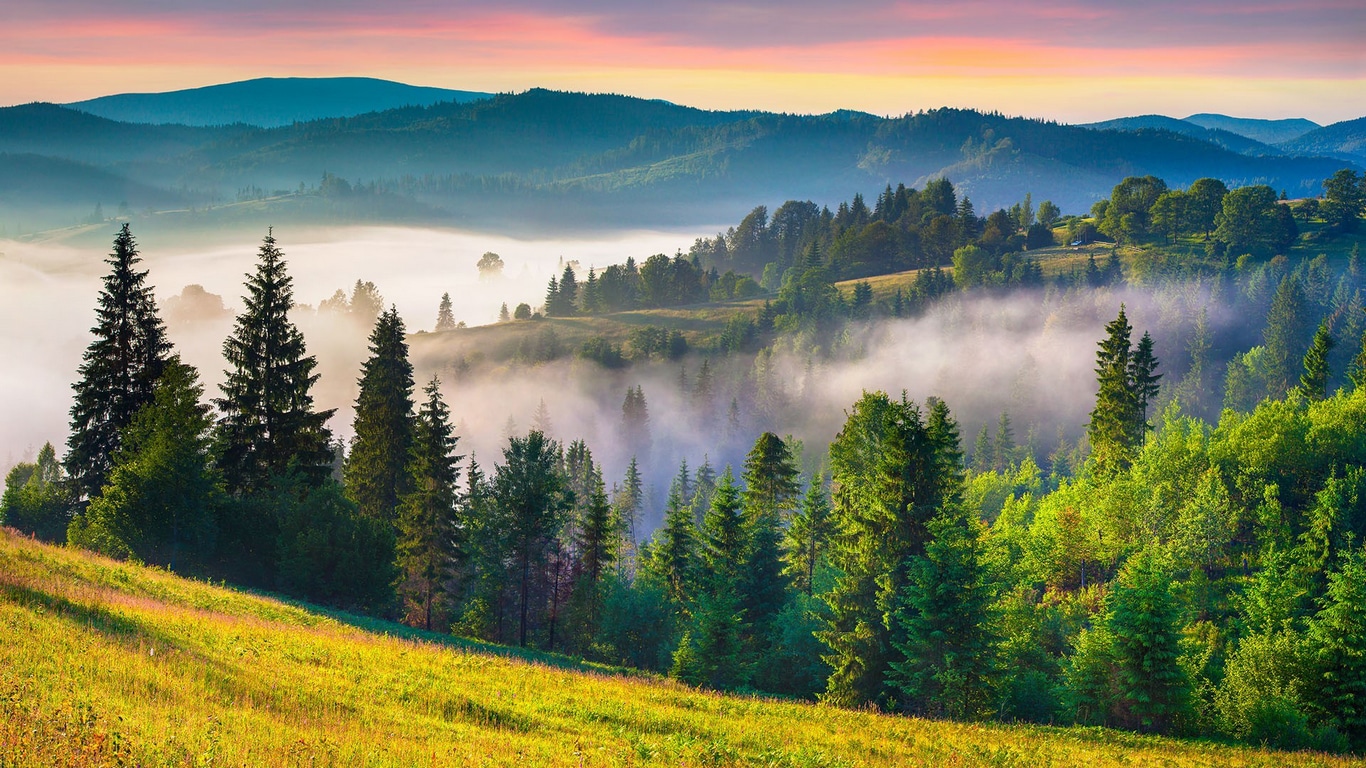 Wallpaper / grass, nature, landscape, trees, mist, field, mountains, summer, sunrise, Carpathian Mountains, Ukraine free download