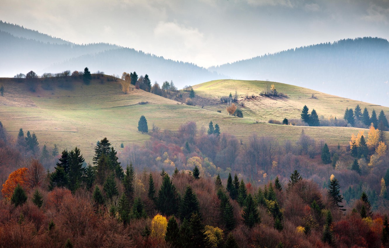 Wallpaper forest, trees, mountains, ate, Ukraine, Carpathians image for desktop, section пейзажи