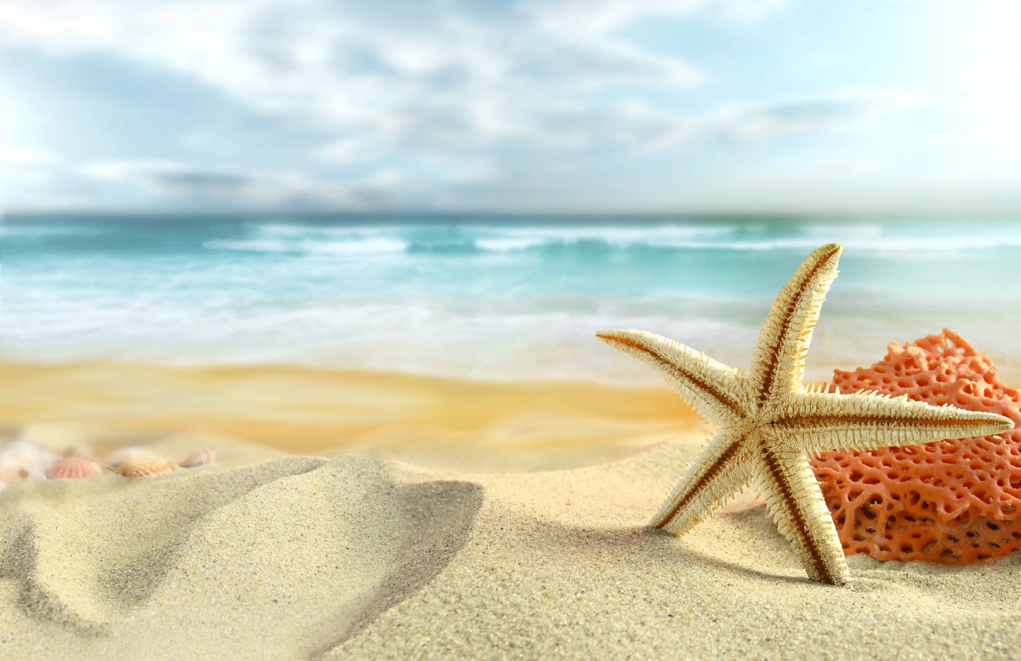 Starfish Wallpaper