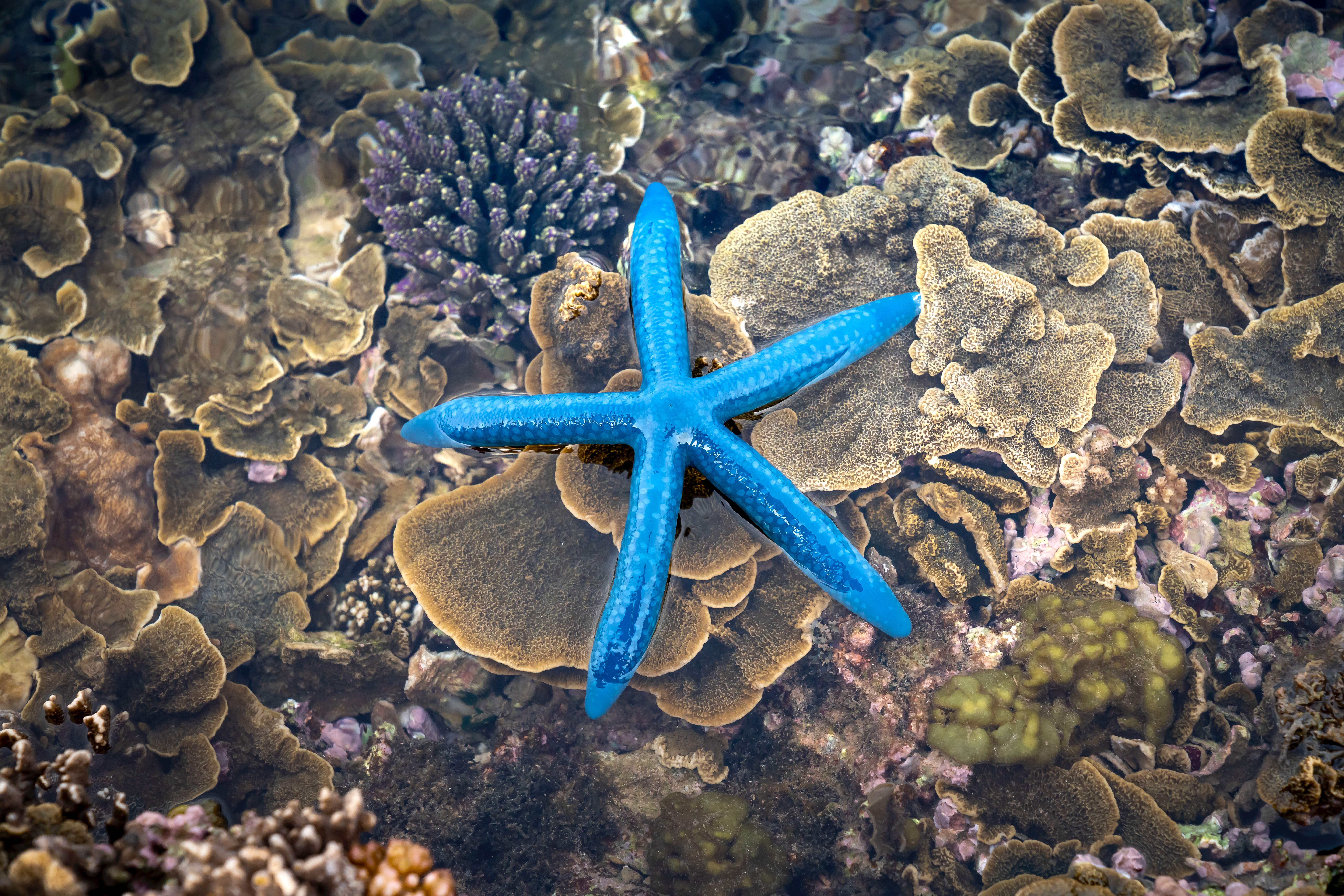 Sea Star Photo, Download The BEST Free Sea Star & HD Image