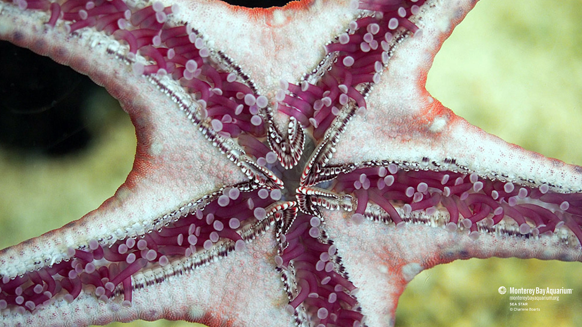 Sea star. Wallpaper. Monterey Bay Aquarium