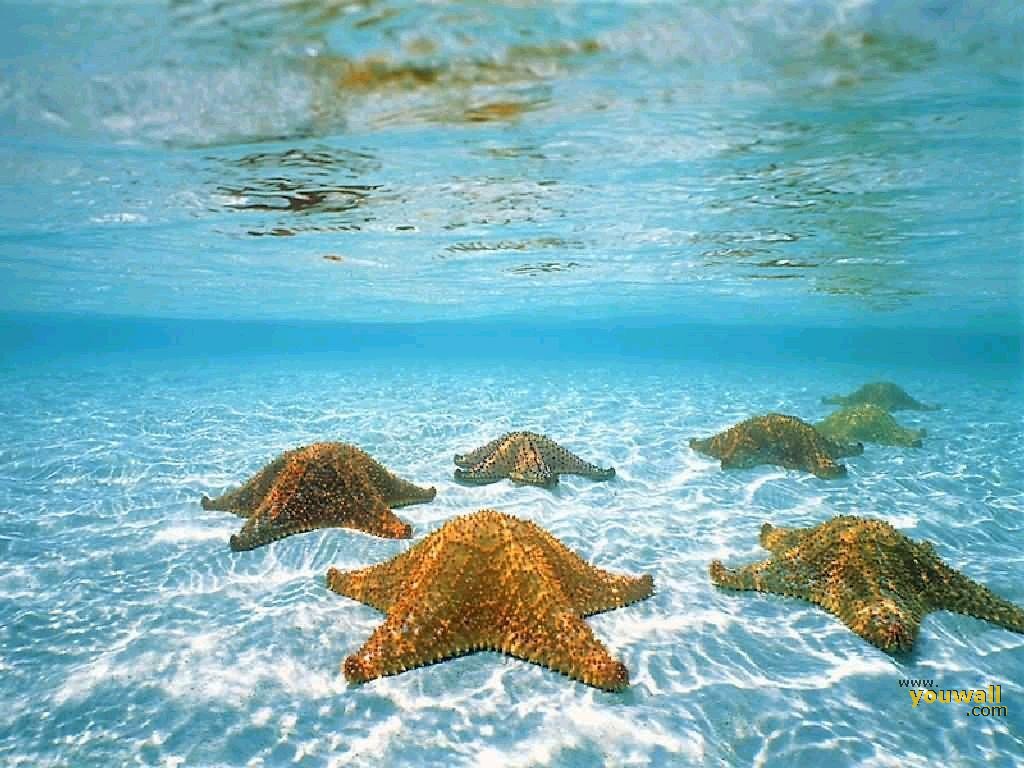Starfish Wallpaper for Computer