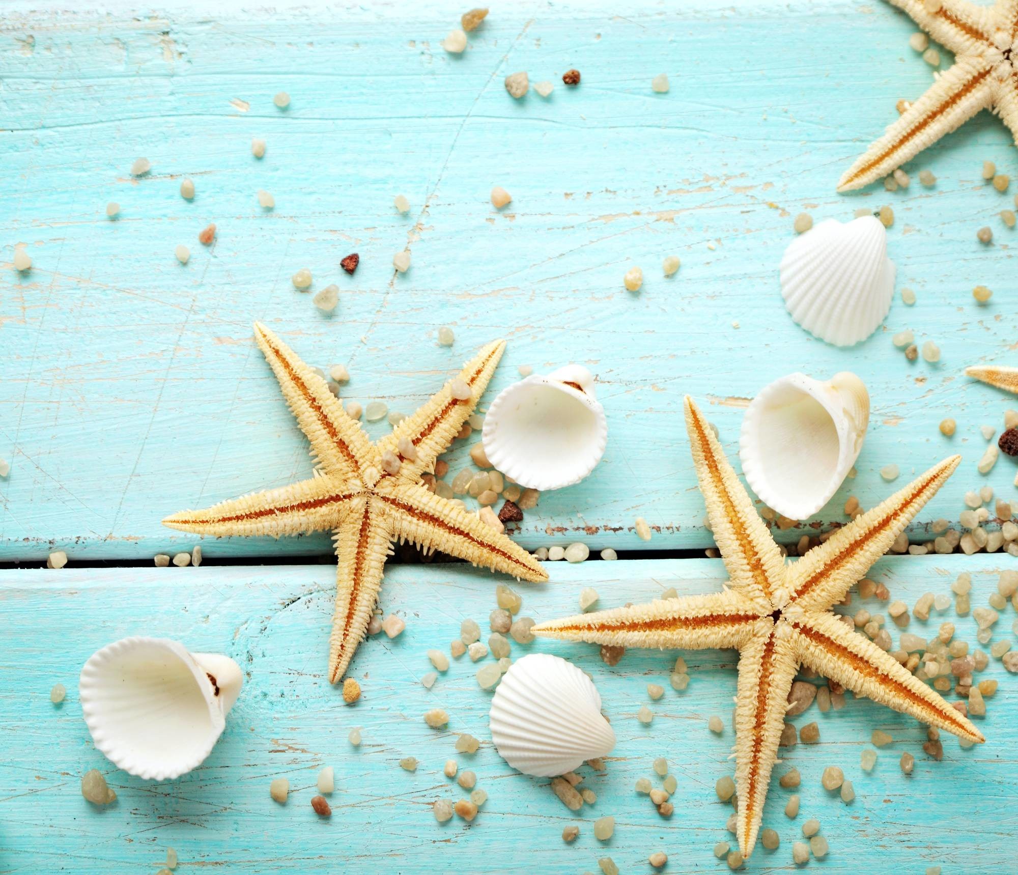 Starfish Wallpaper