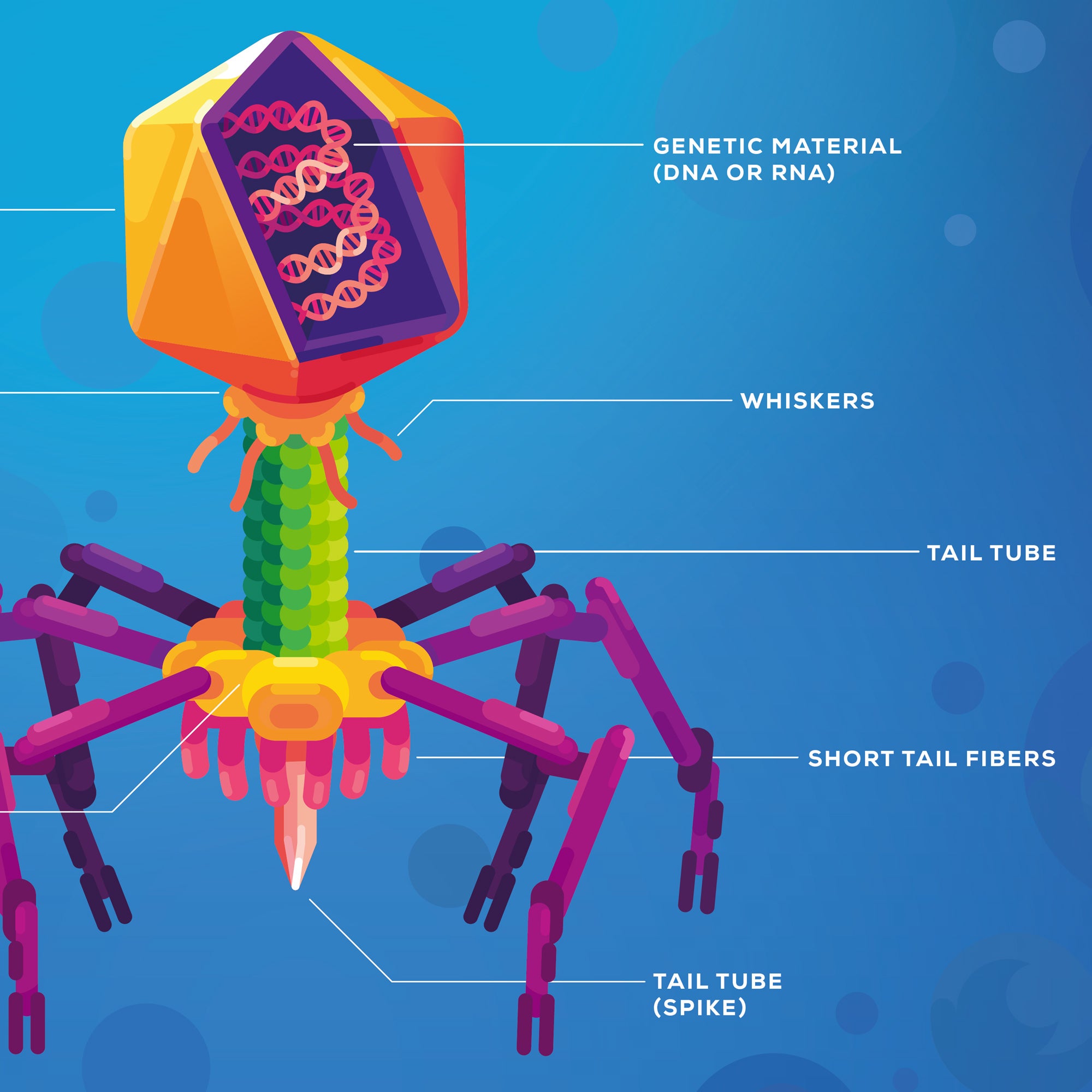 Bacteriophage Infographic Poster