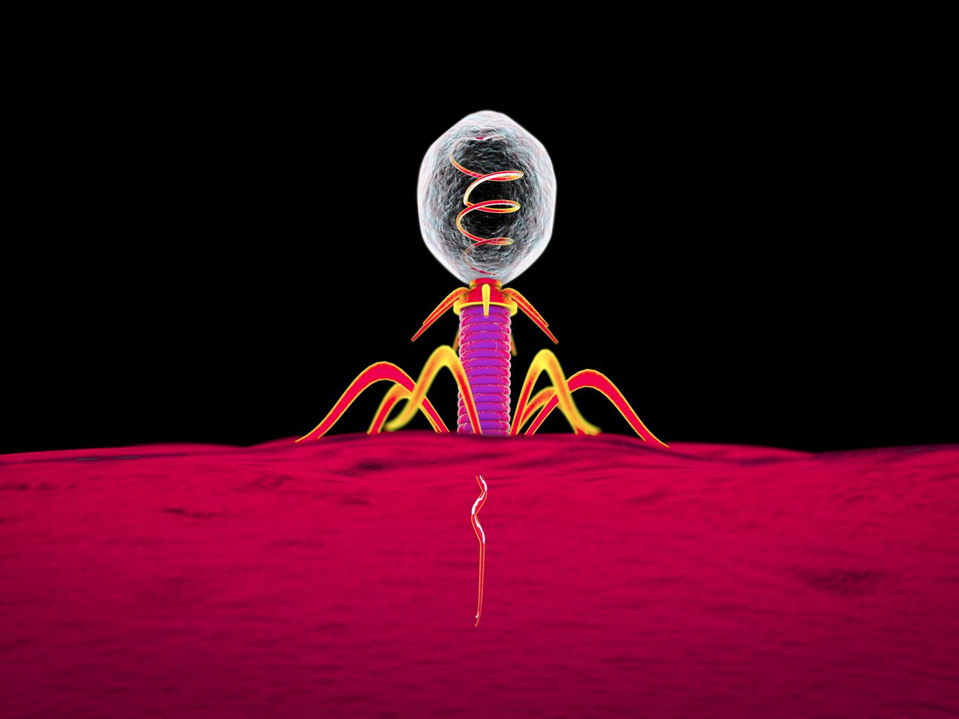Phage therapy: curing infections in the era of antibiotic resistance