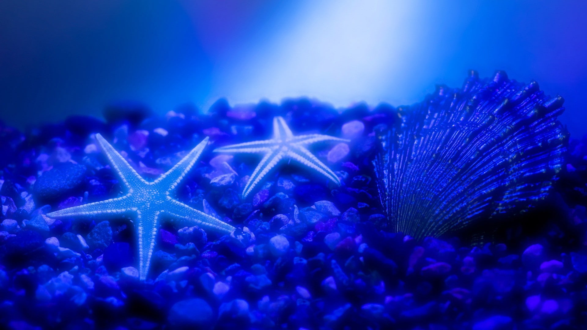 Wallpaper / seastar, 1080P, seashell free download