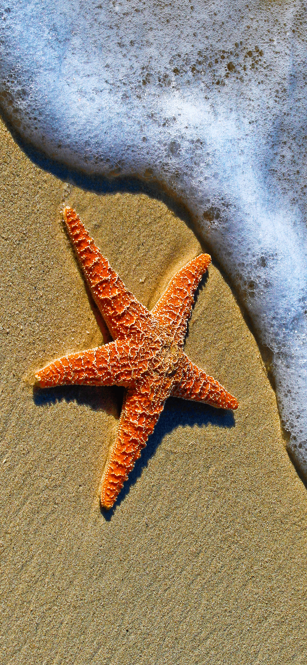Starfish Wallpaper for iPhone 11, Pro Max, X, 8, 7, 6
