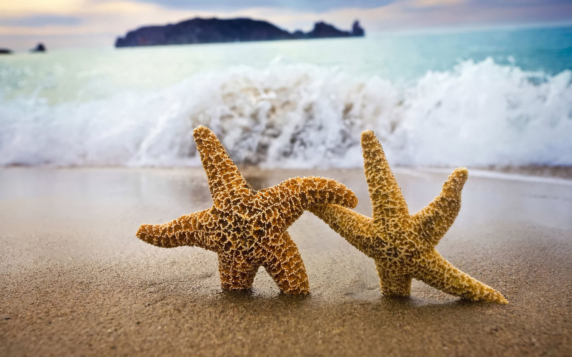 Stunning Starfish: A Serene HD Wallpaper