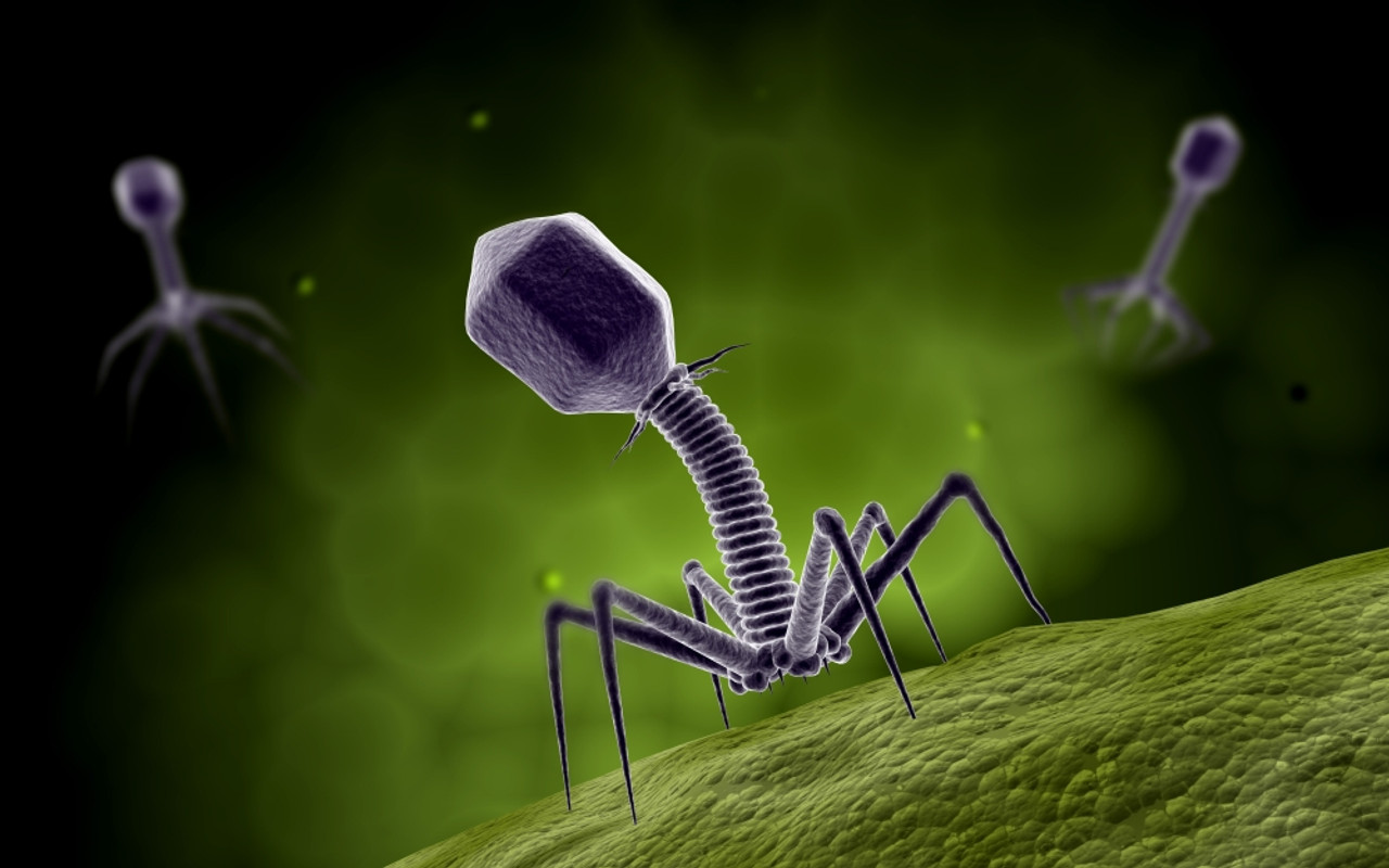 Microscopic view of bacteriophage Poster Print # VARPSTSTK700031H