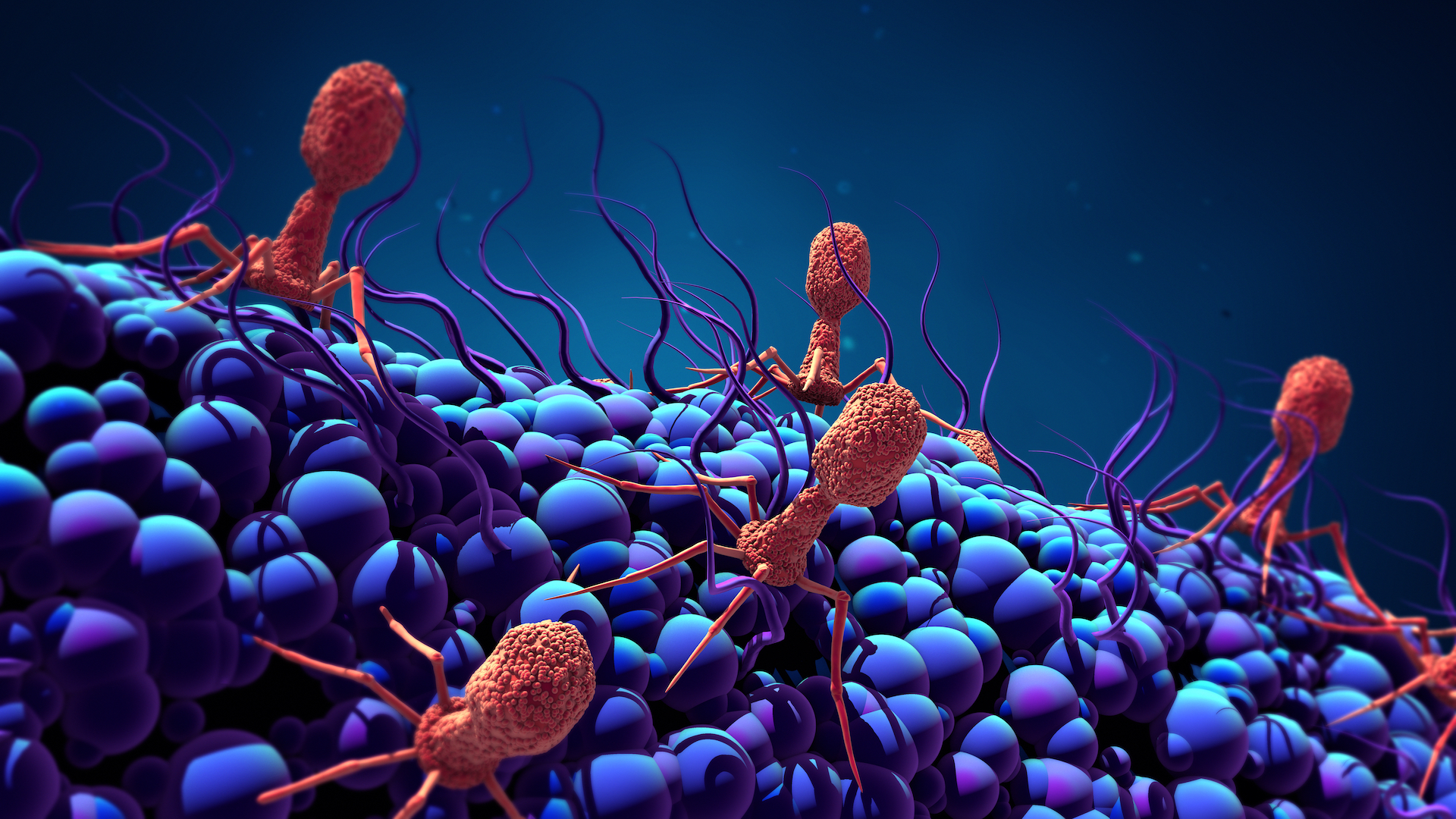 563 Bacteriophage Stock Photos HighRes Pictures and Images  Getty Images